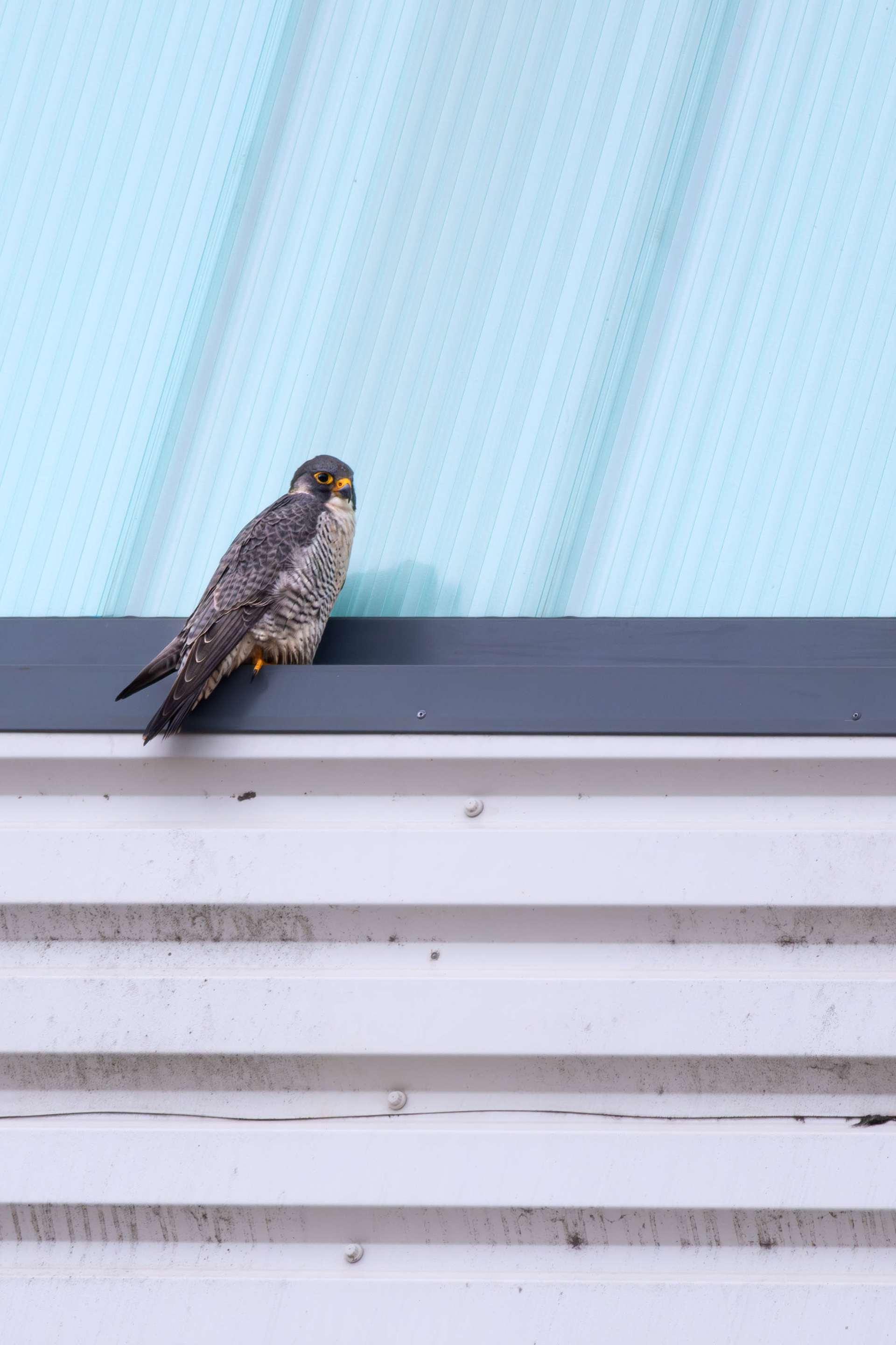 Peregrine Falcon