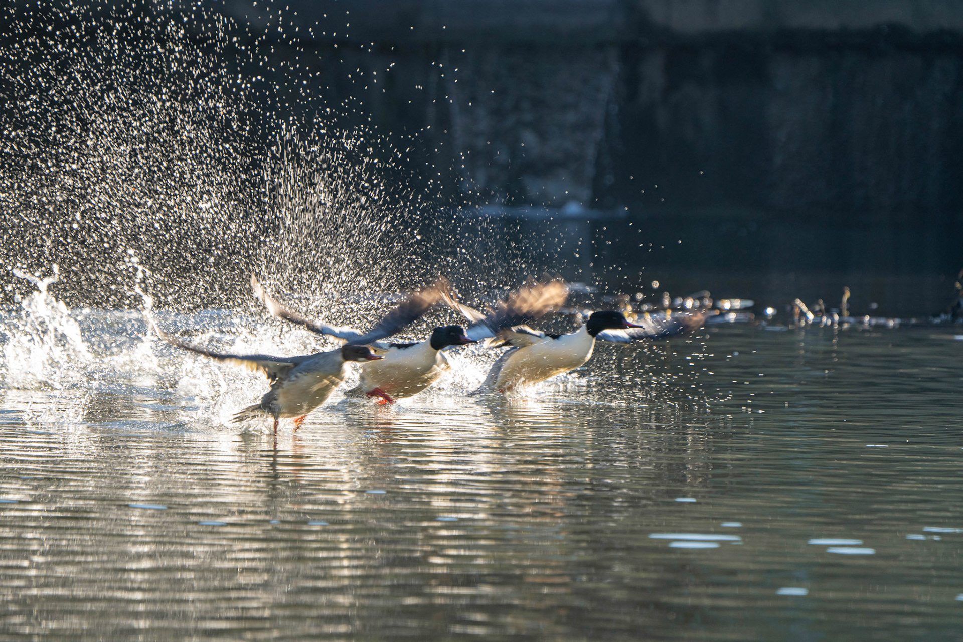 Goosander