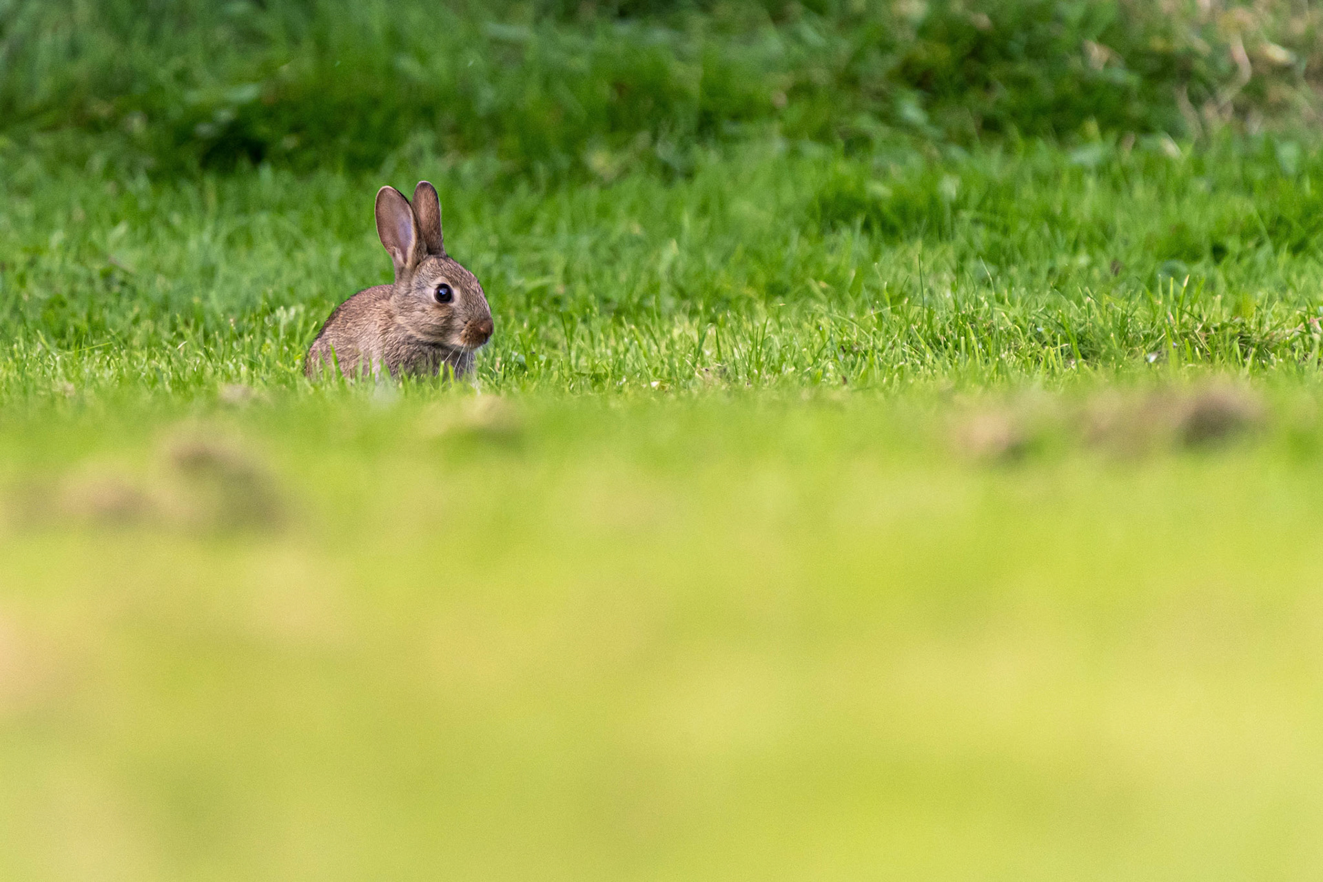 Rabbit