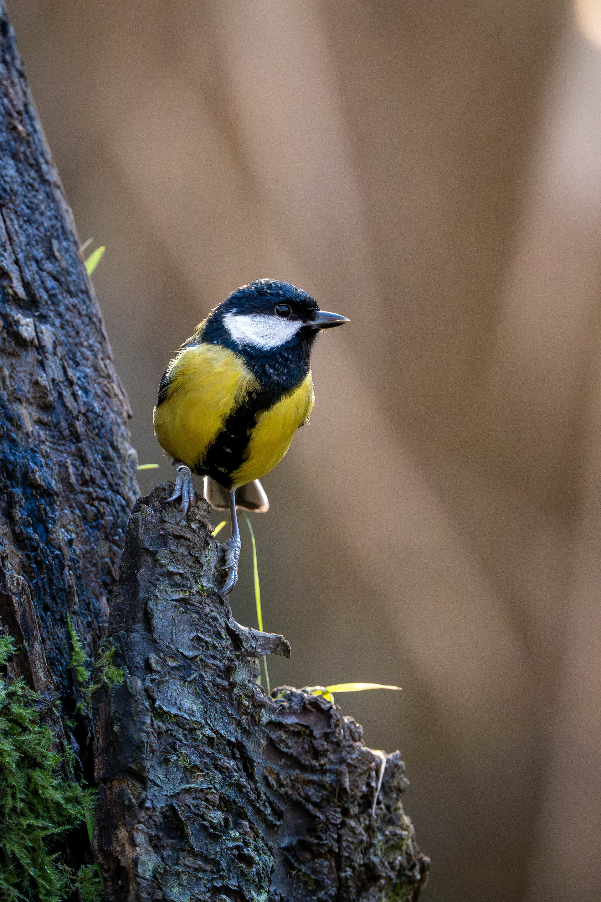 Great Tit