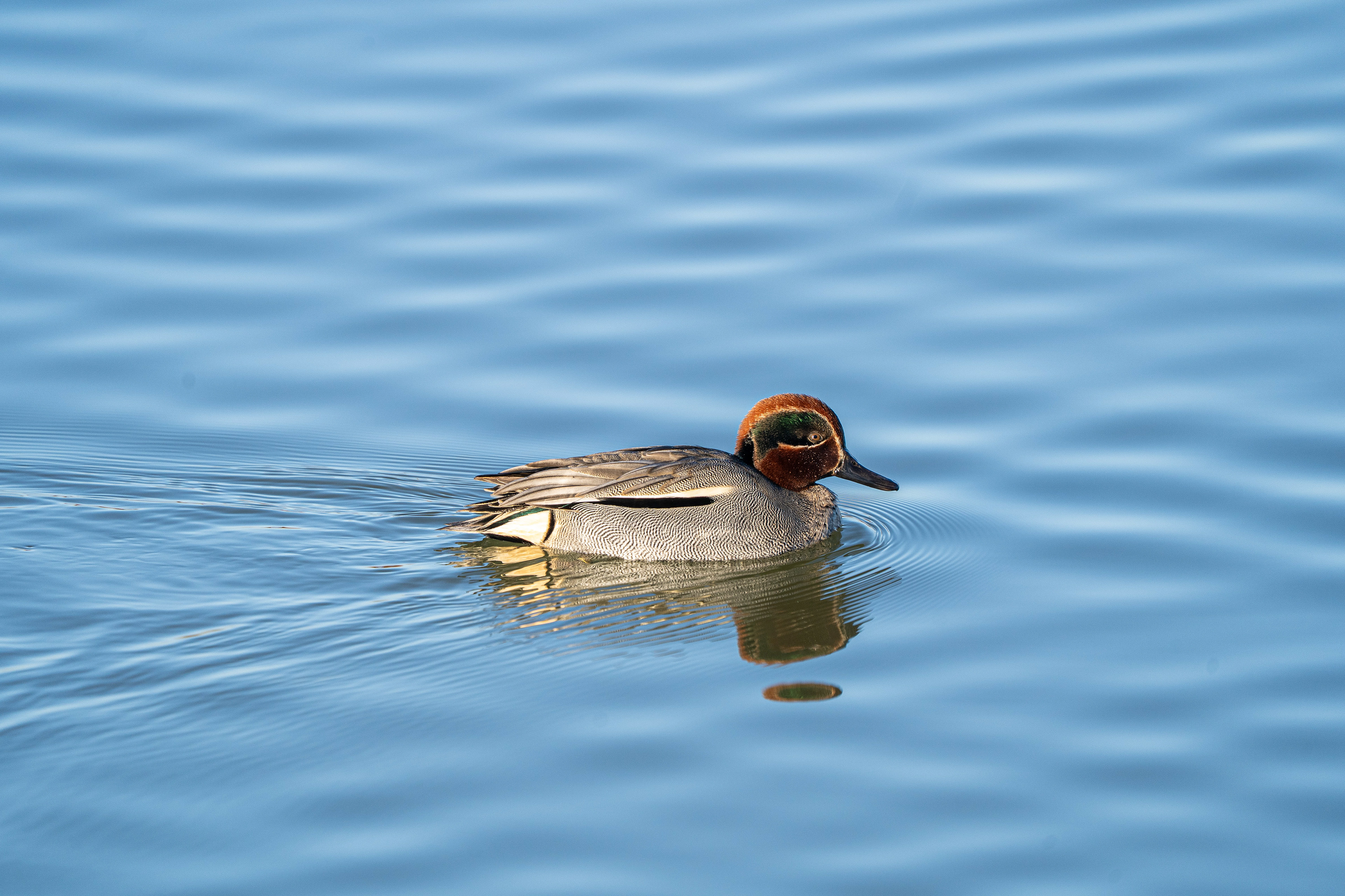 Teal (Male)
