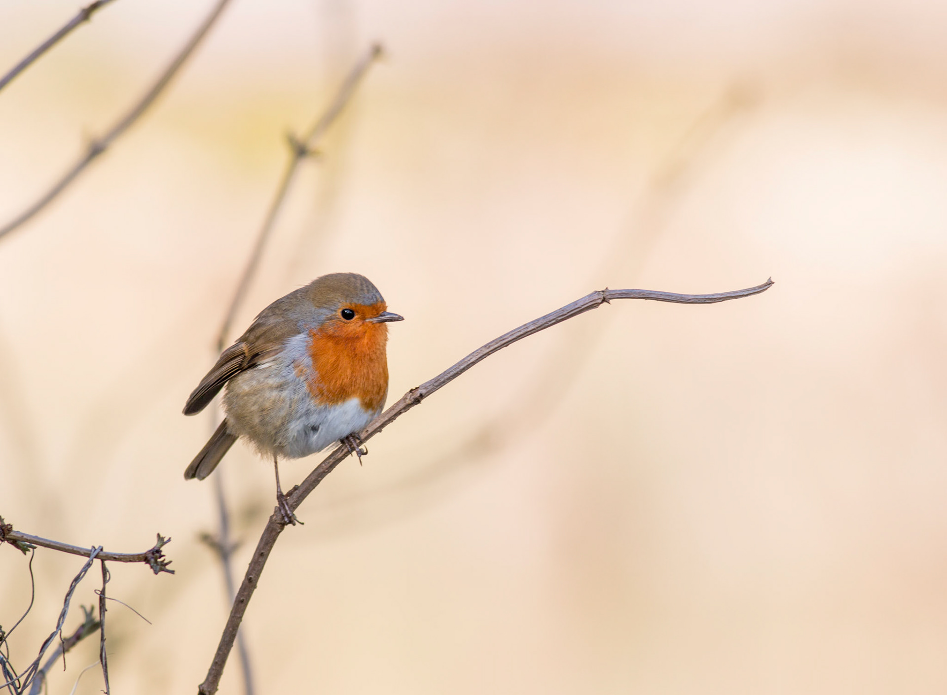European Robin