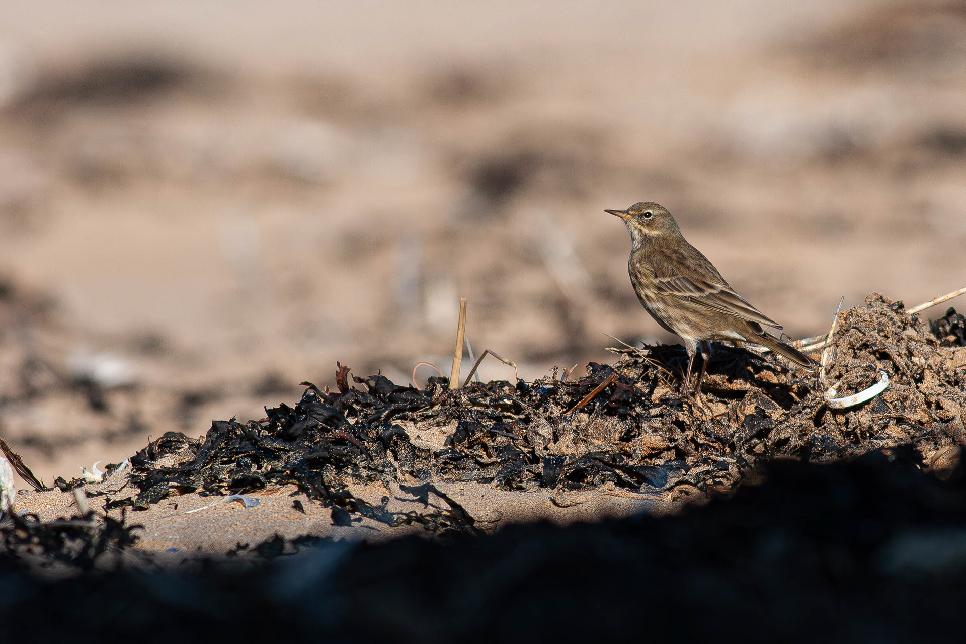 Rock Pipit