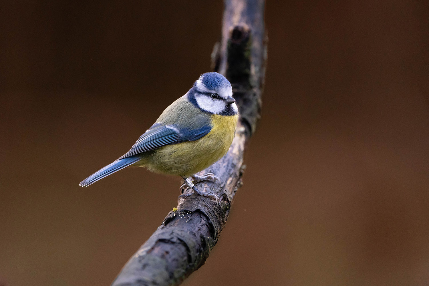 Blue Tit