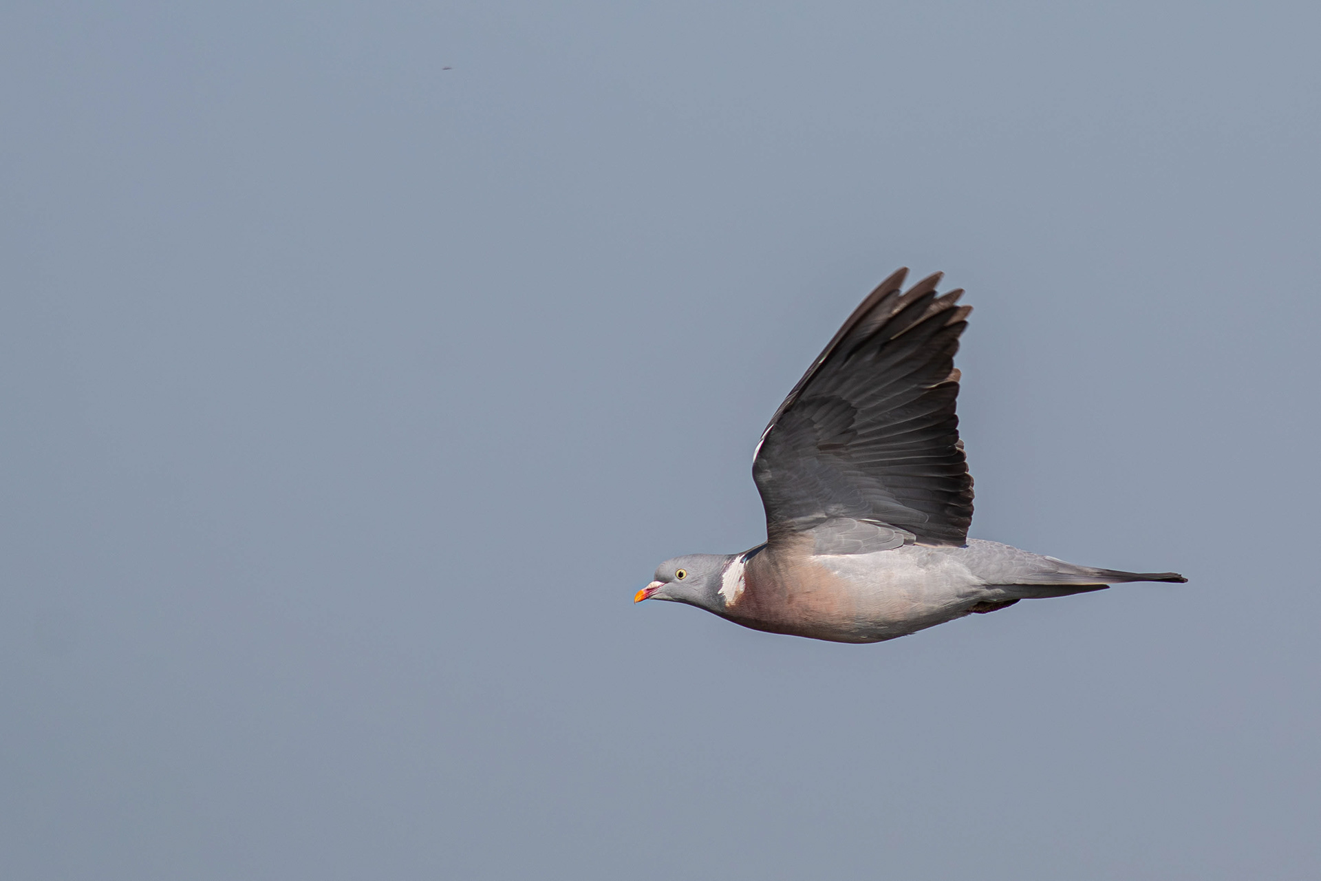 Wood Pigeon in flight