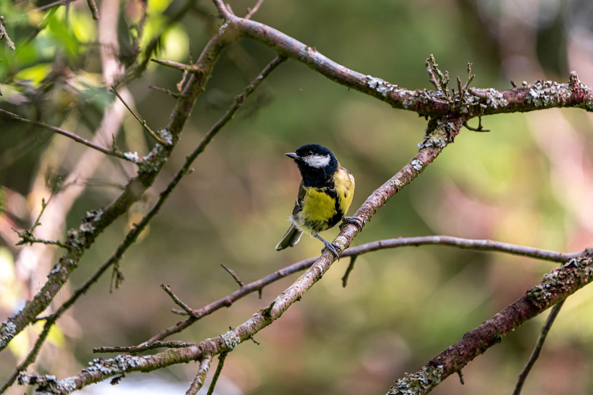 Great Tit
