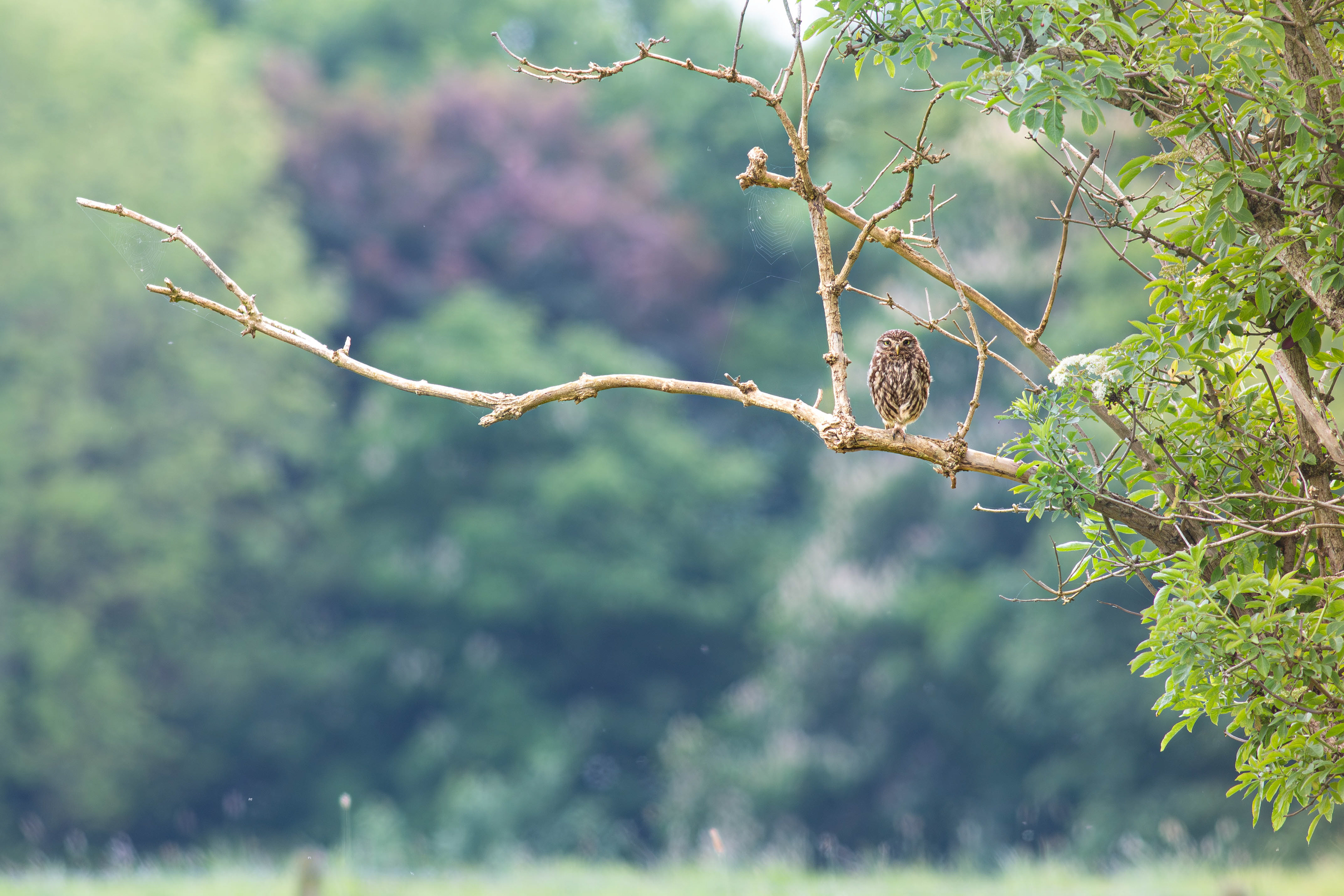 Little Owl
