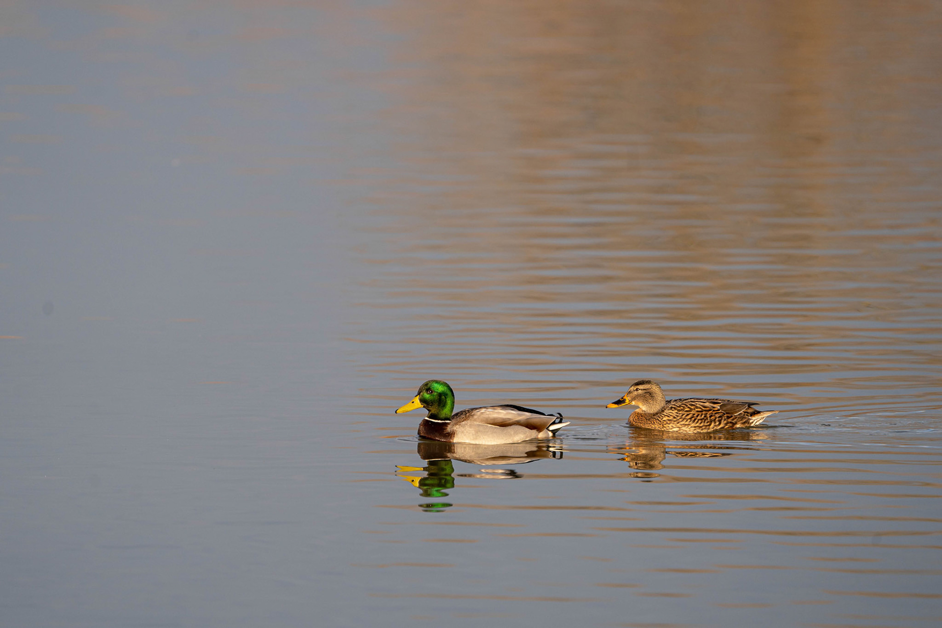 Mallard