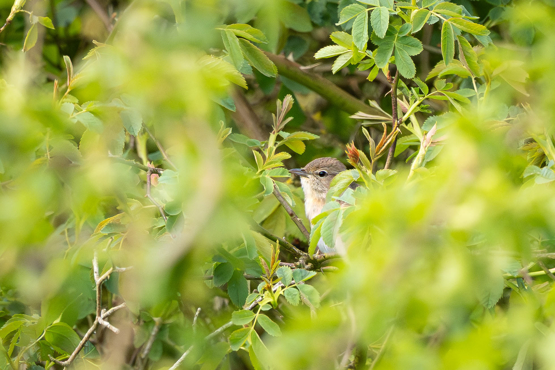 Skulking Garden Warbler