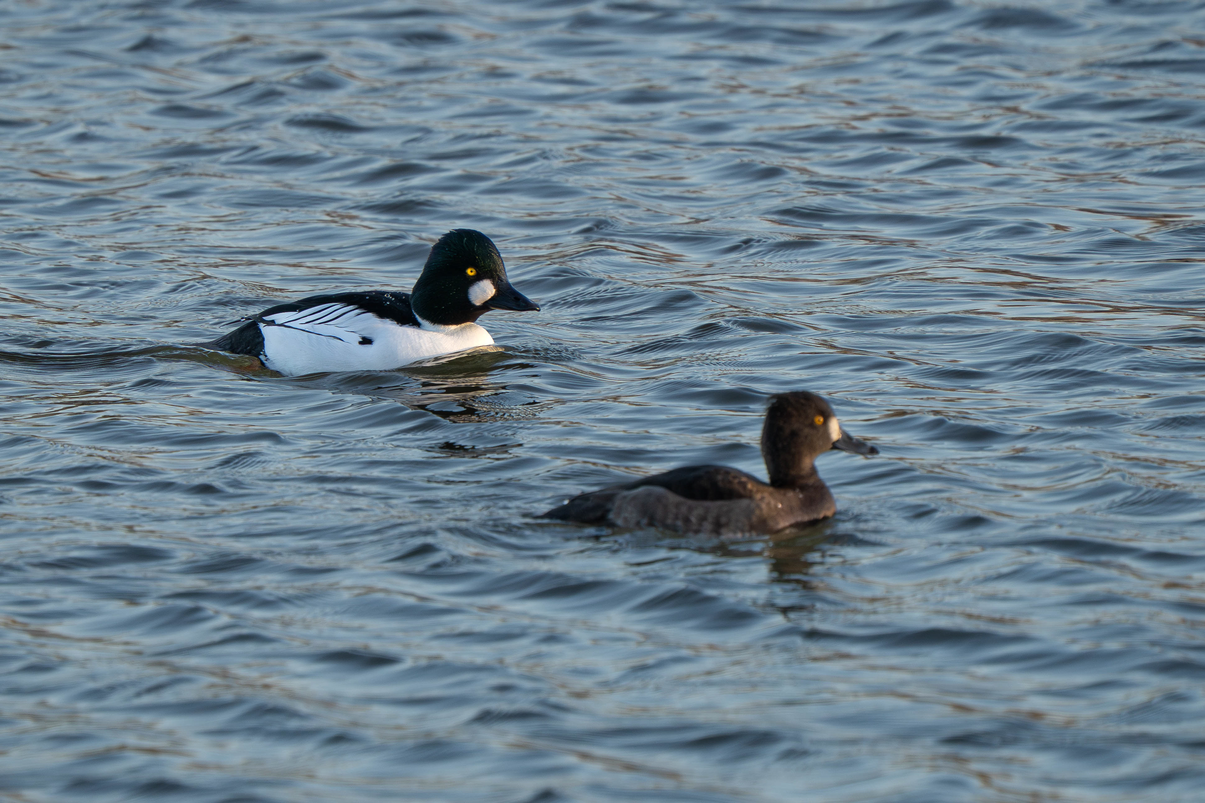 Goldeneye (Male with female tufted duck)