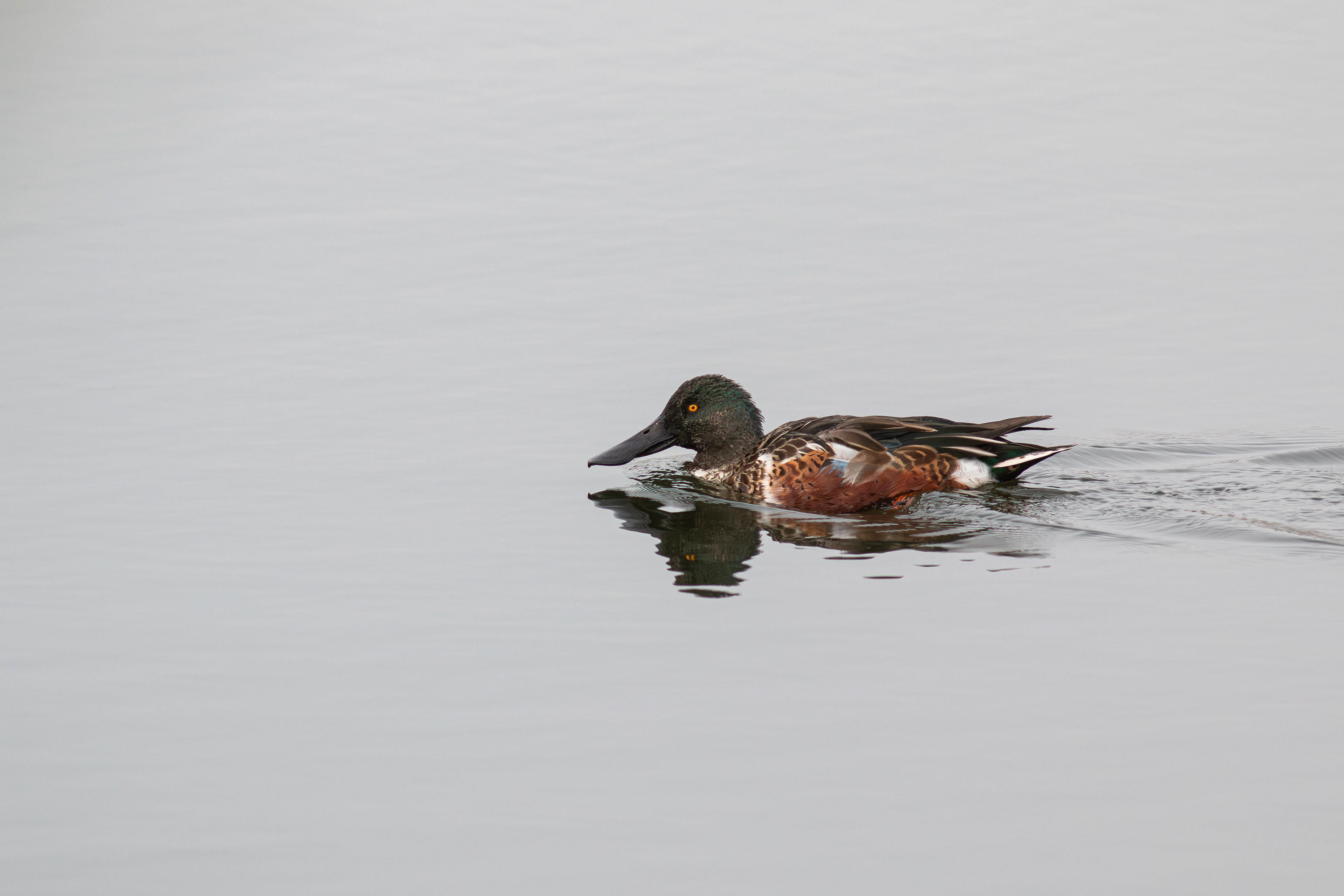 Shoveler (Male in partial eclipse)