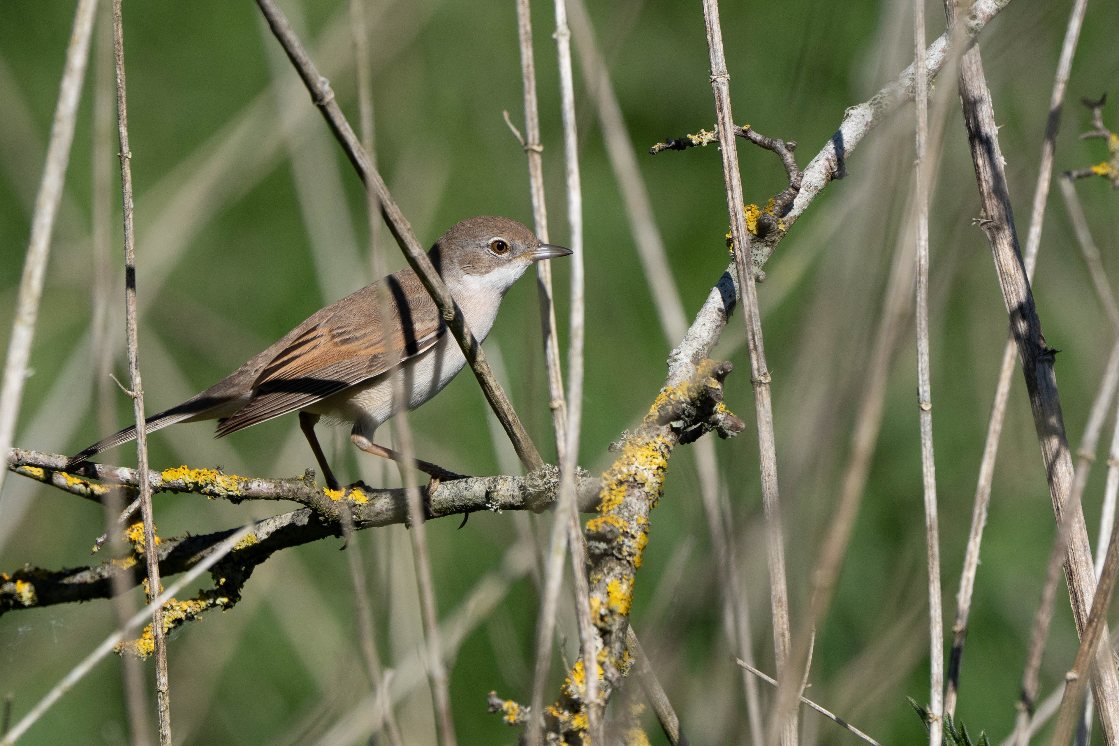 Common Whitethroat