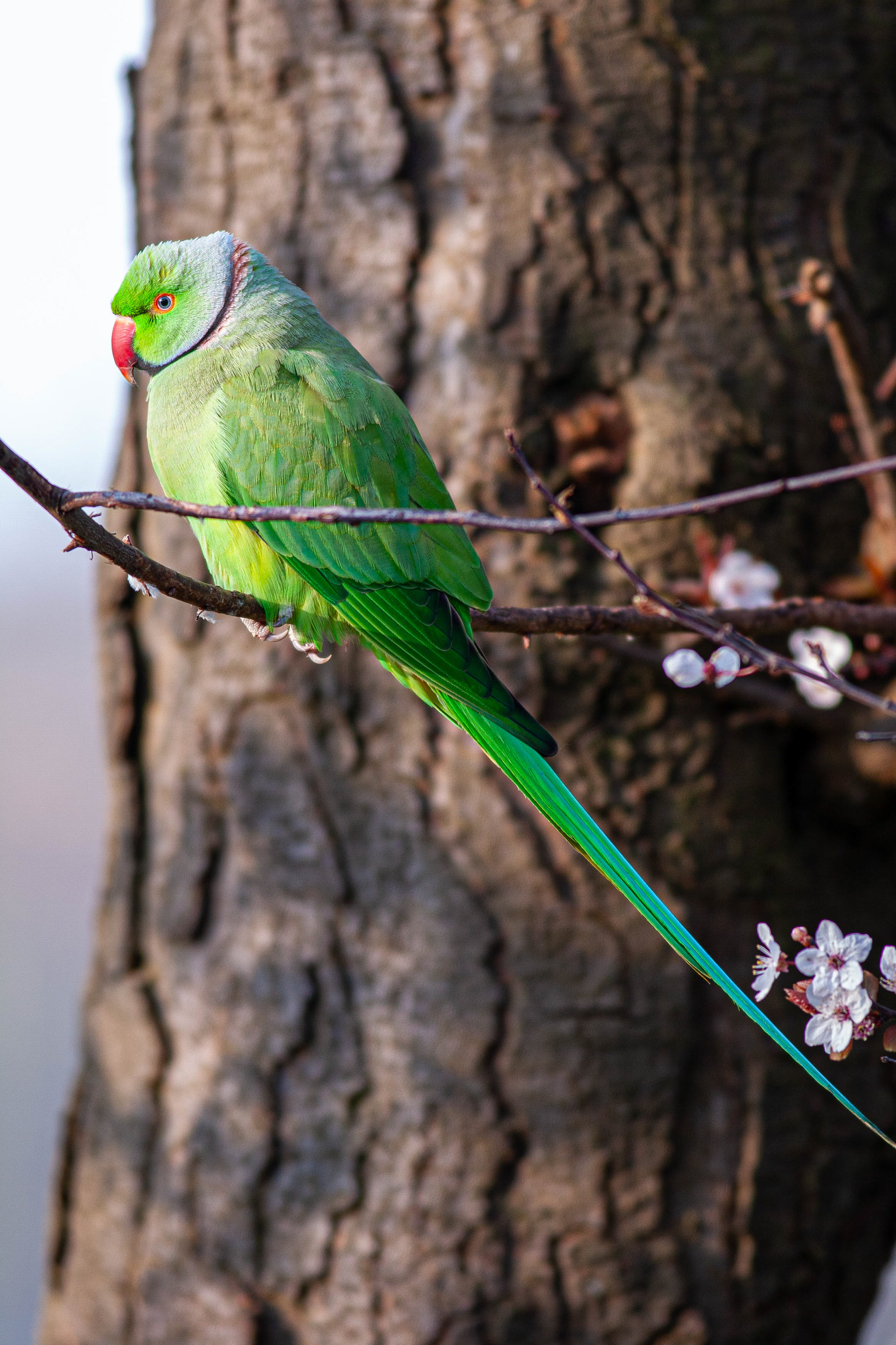 Ring-Necked Parakeet