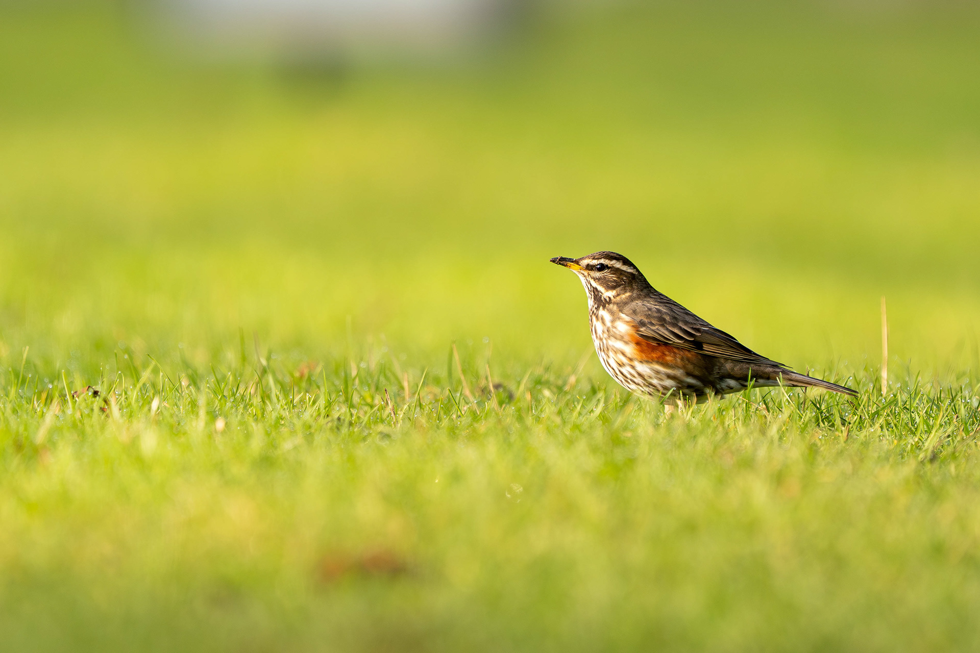 Redwing
