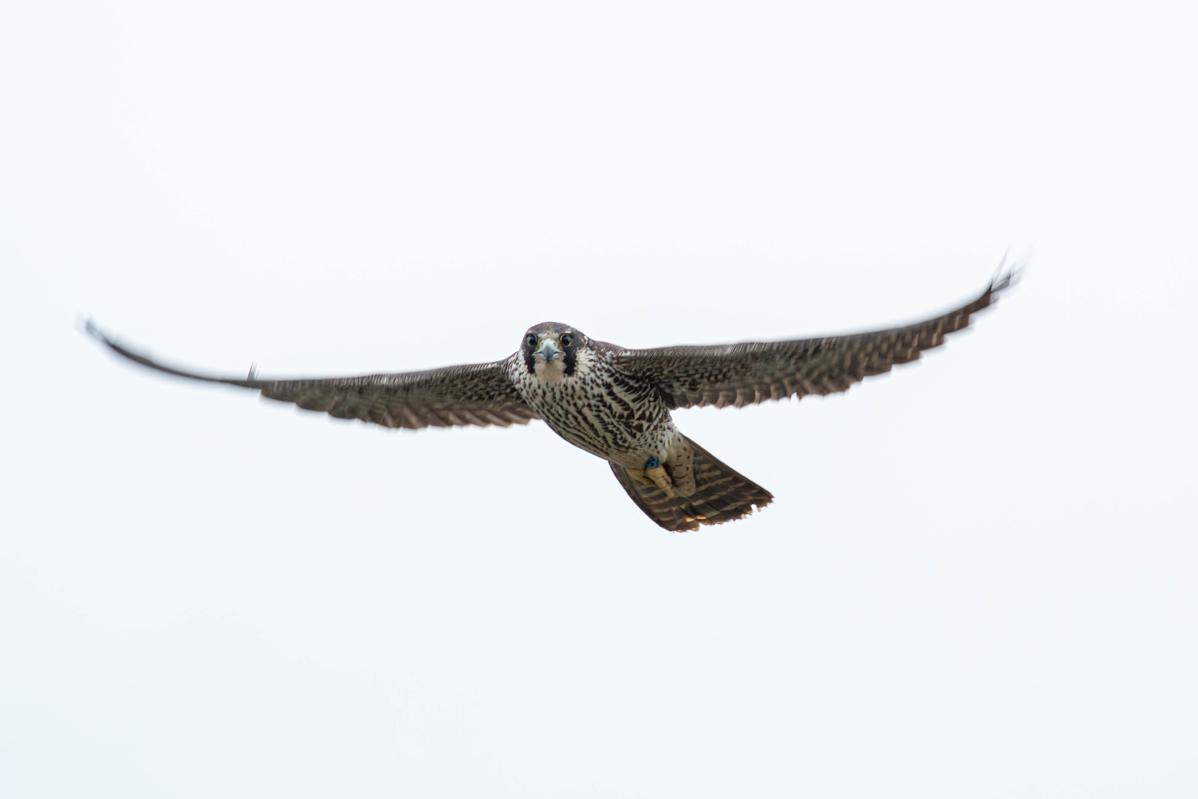 Peregrine Falcon (Juv)
