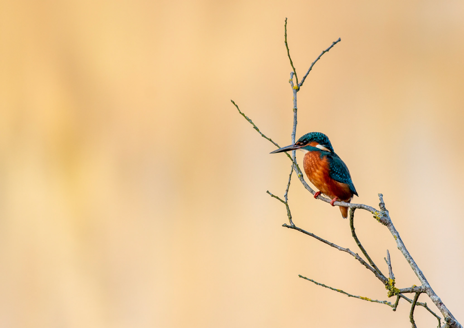 Common Kingfisher