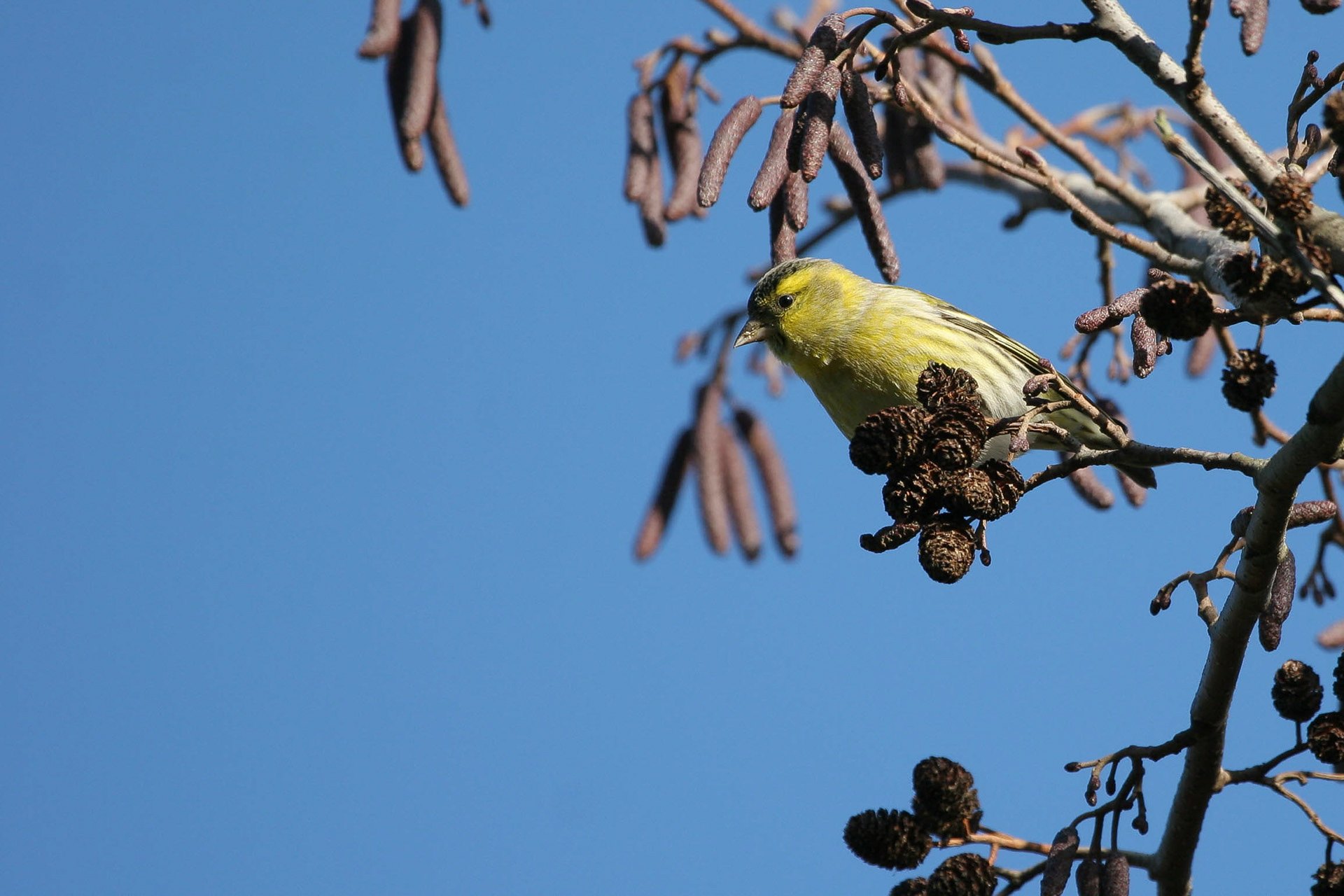 Siskin