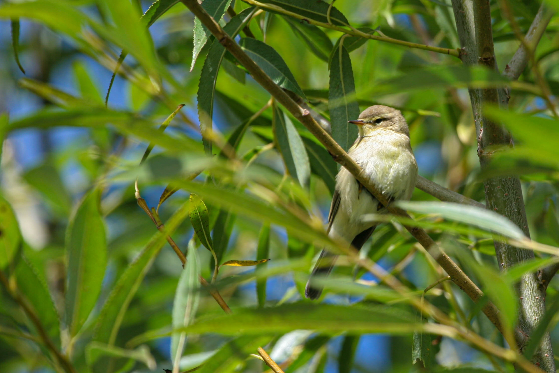 Willow Warbler