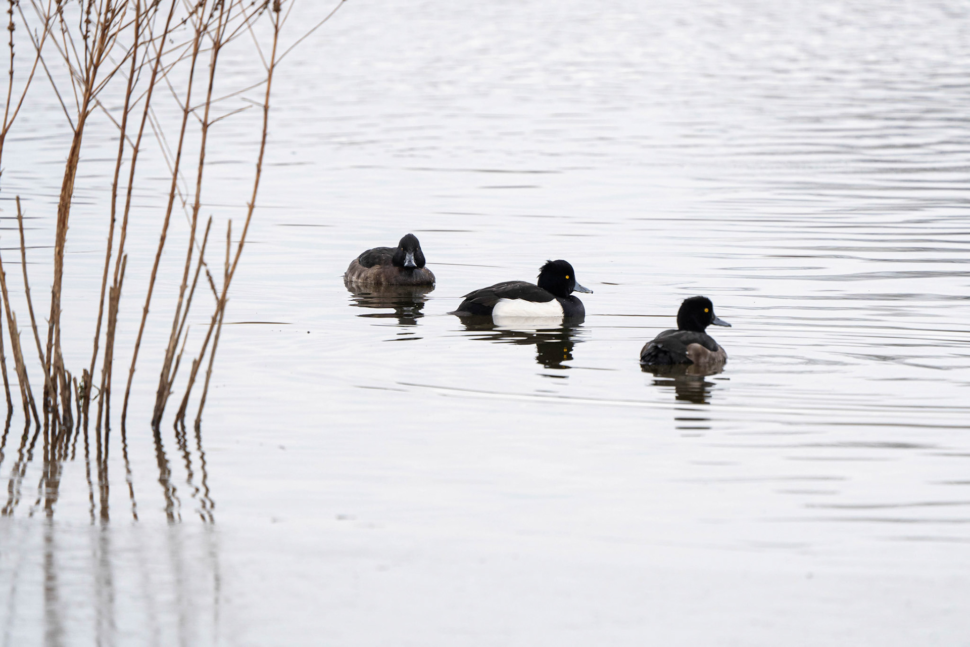 Tufted Duck