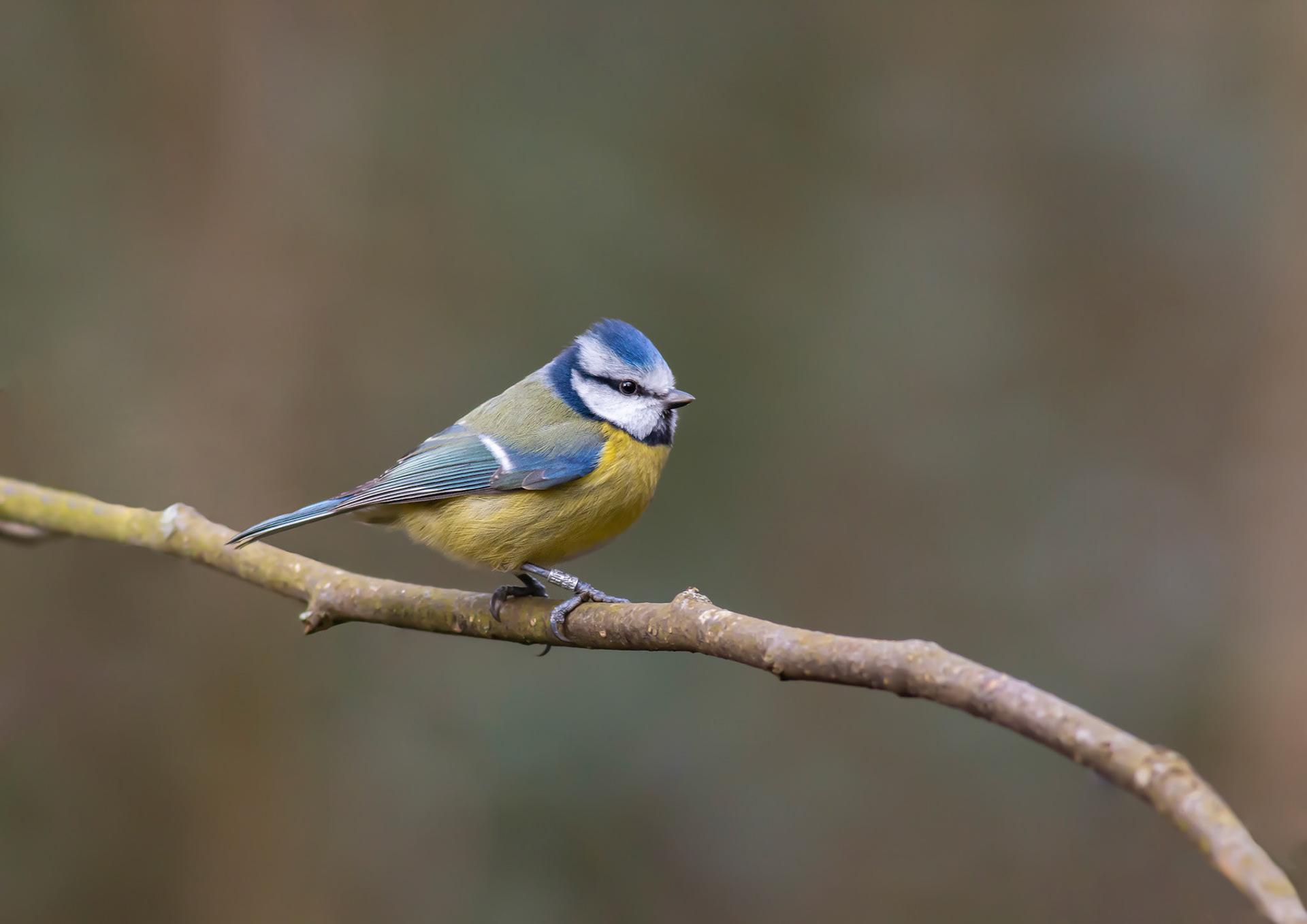 Blue Tit