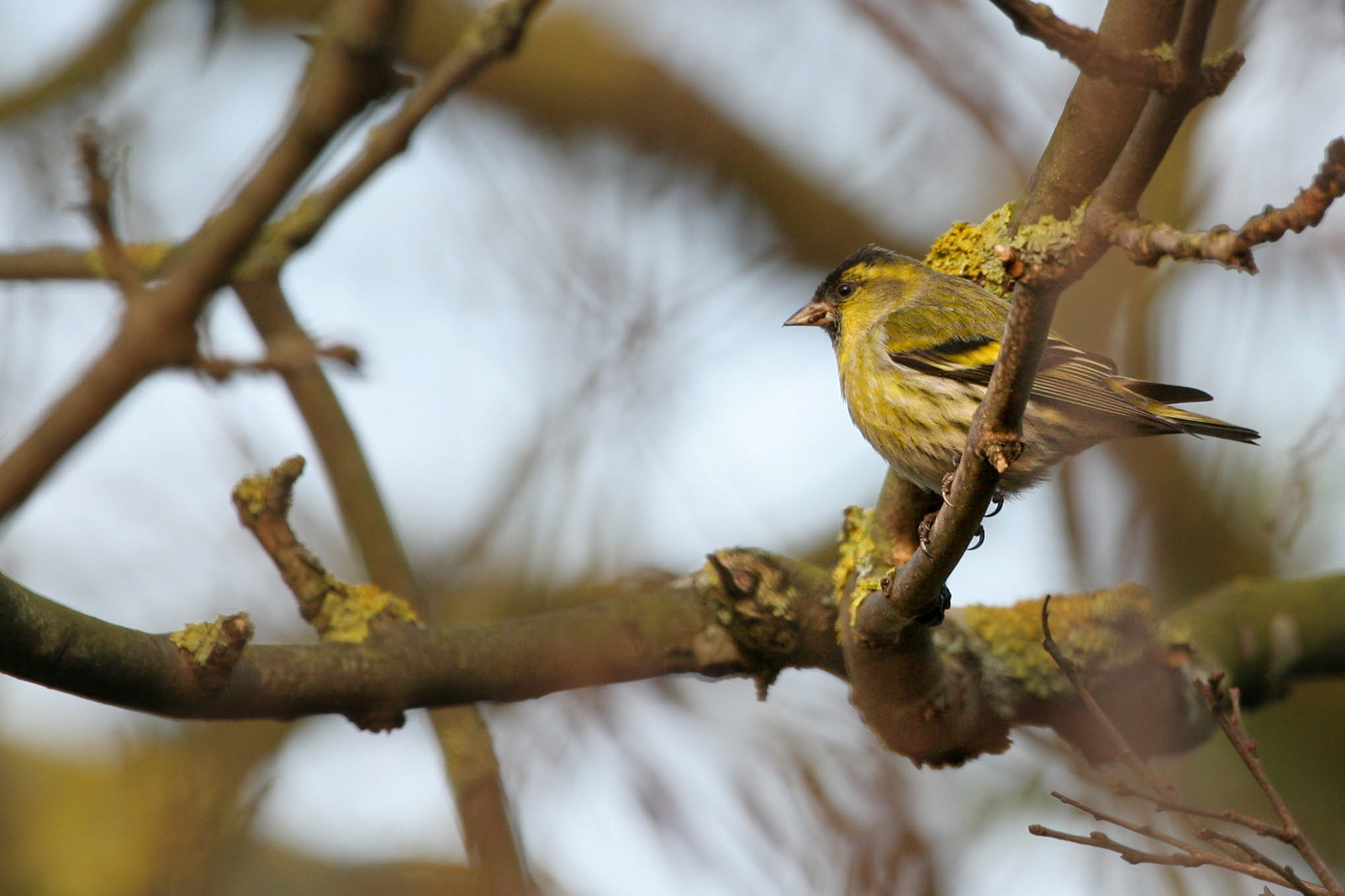 Siskin 