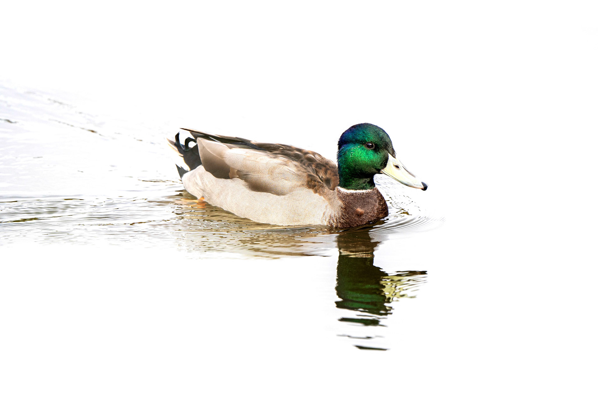 Mallard