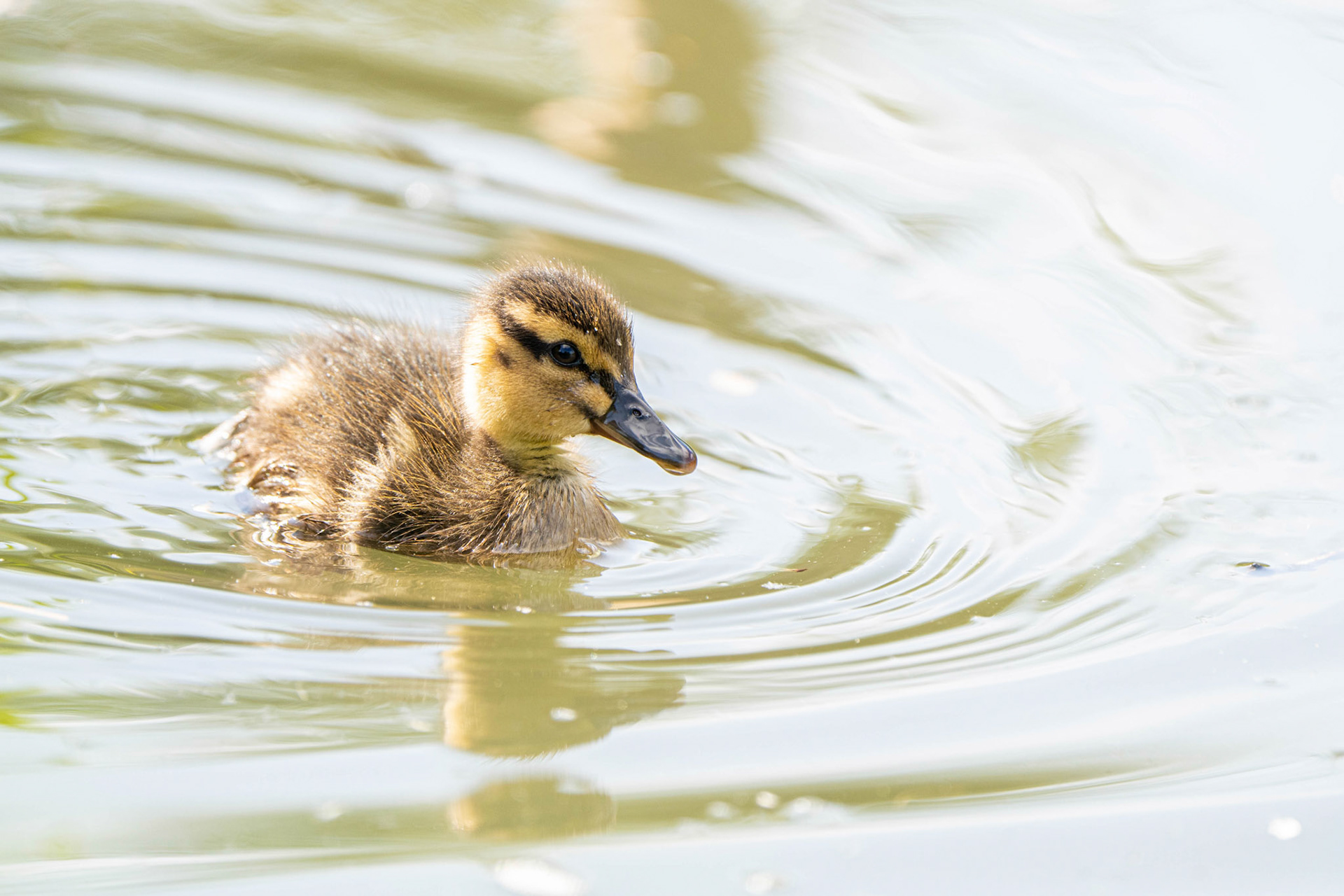 Mallard