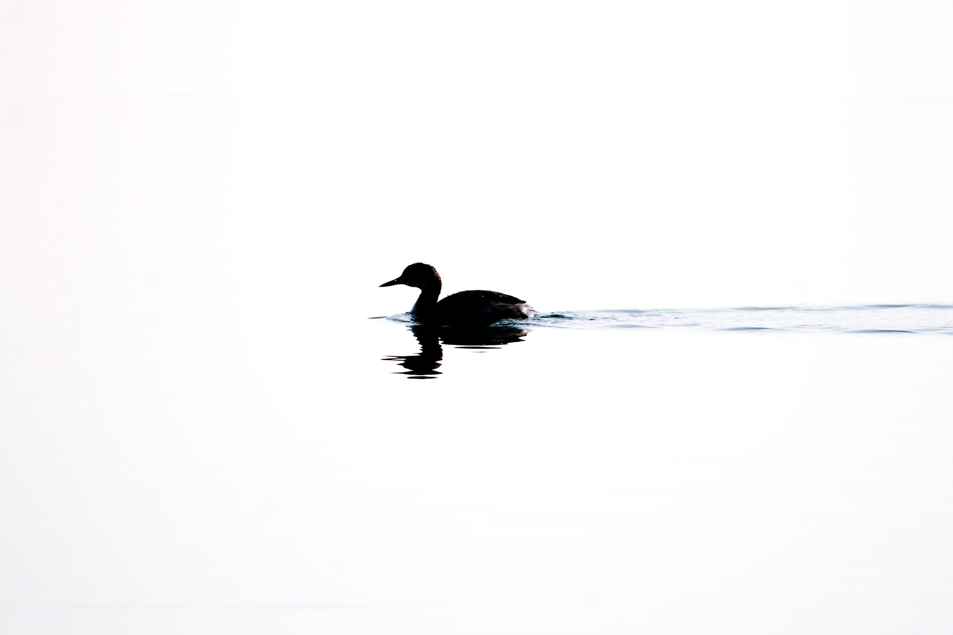 RED-Necked Grebe (Honestly, only one I have saved from many years ago)