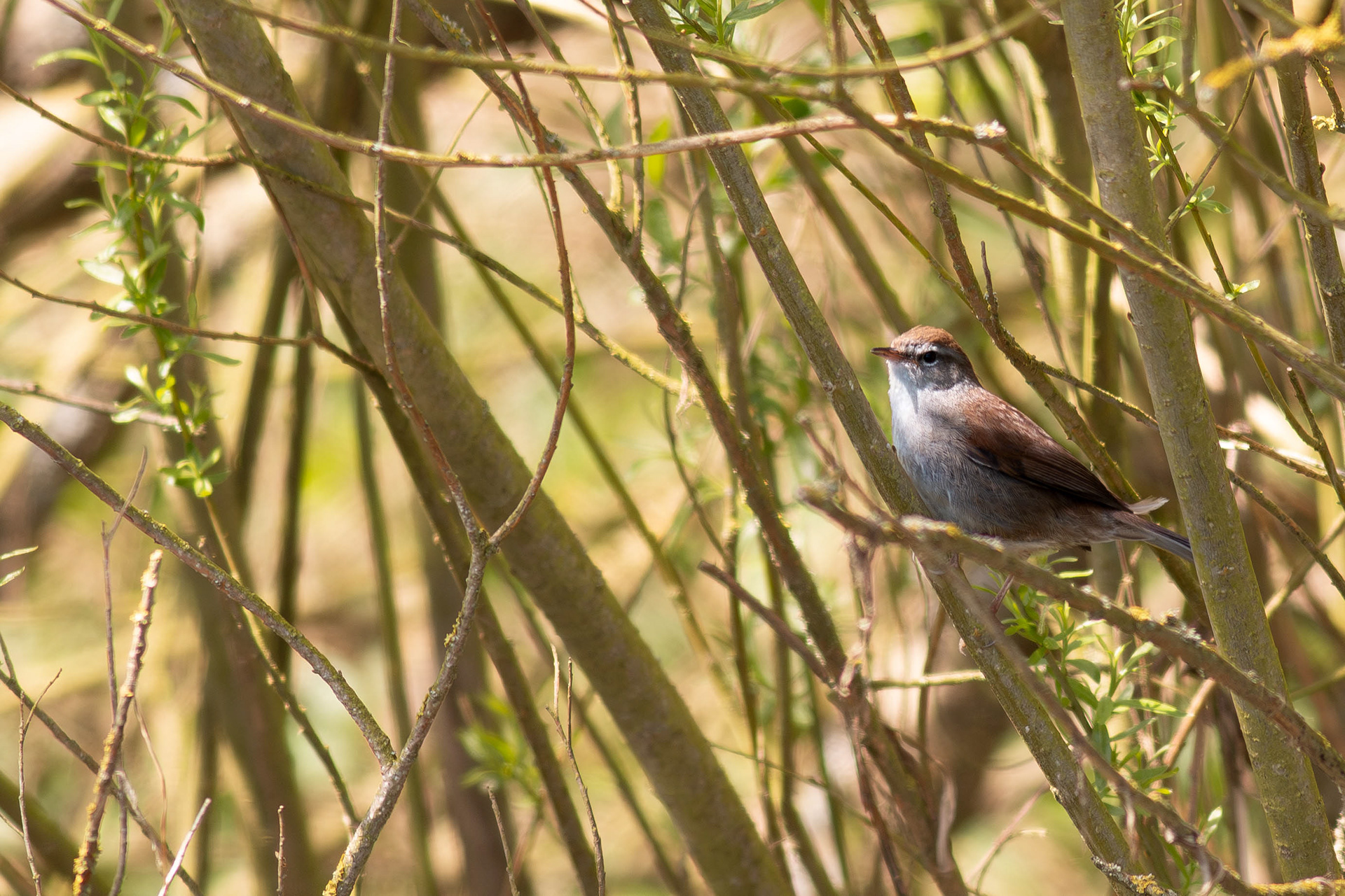 Cetti's Warbler
