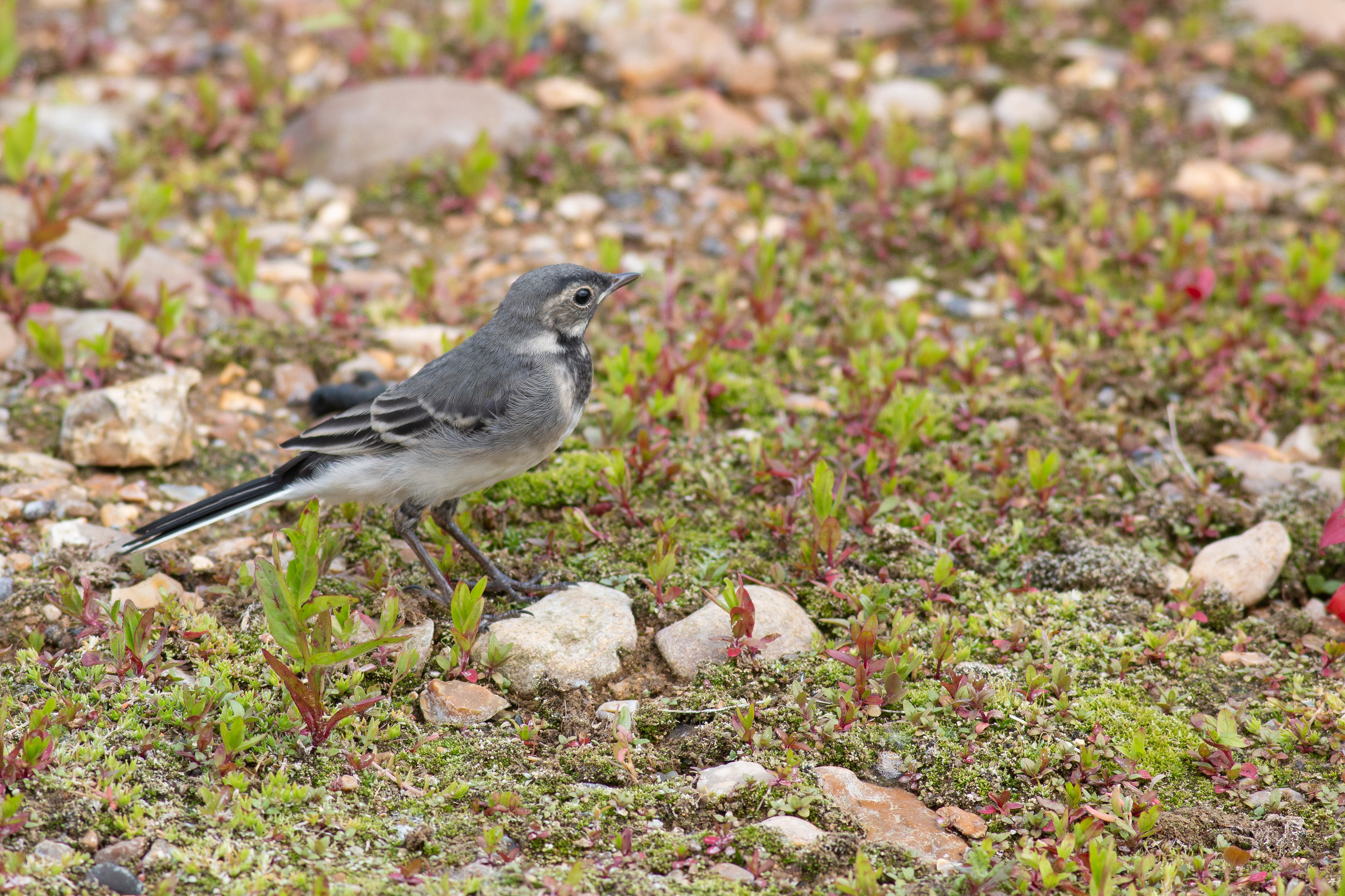Pied Wagtail youngster