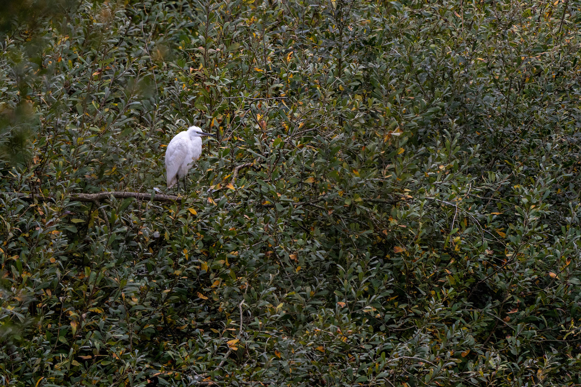 Little Egret