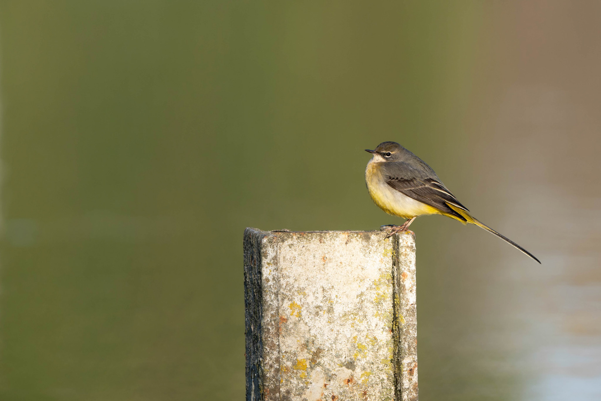 Grey Wagtail