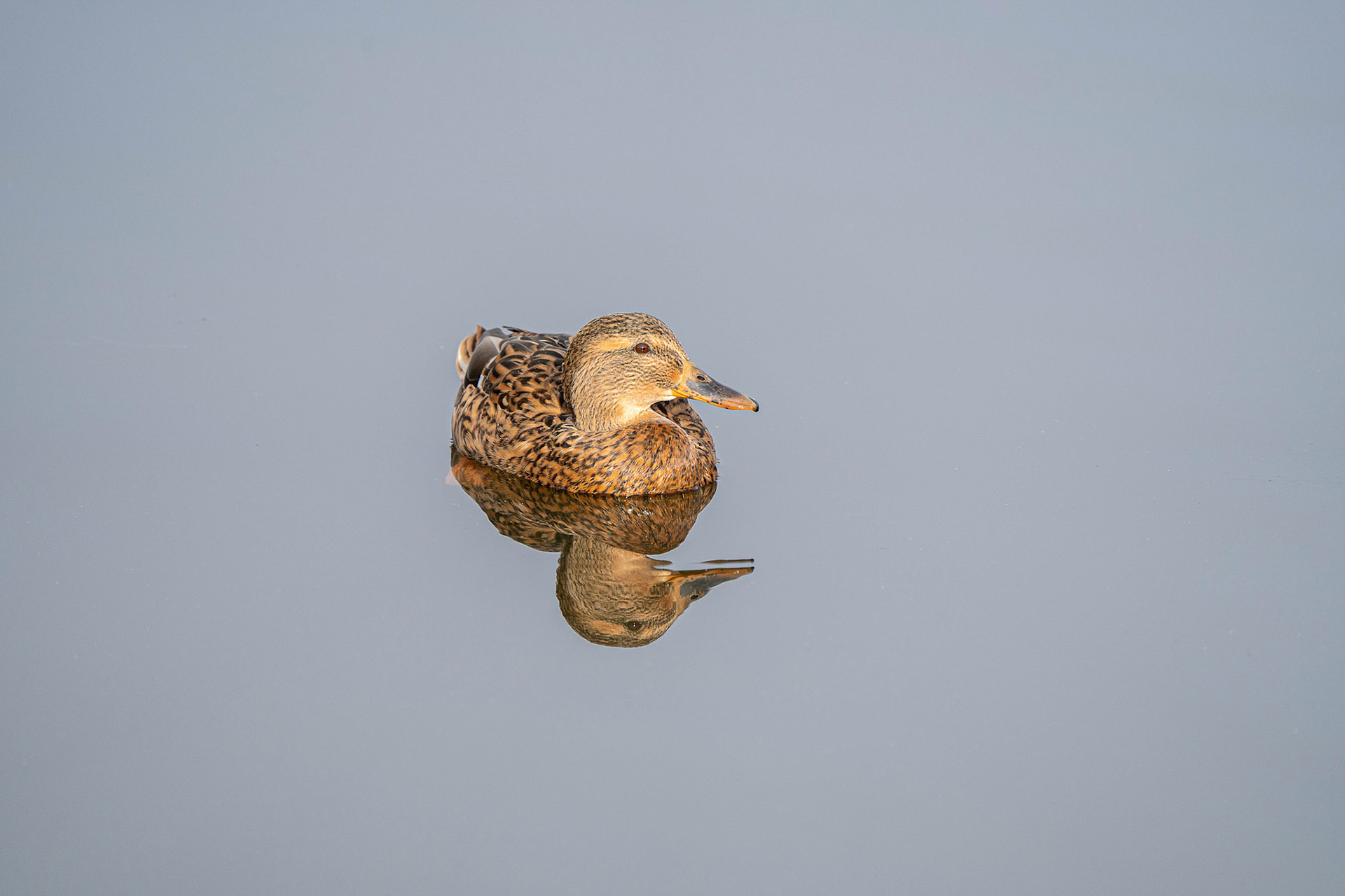 Mallard (female)