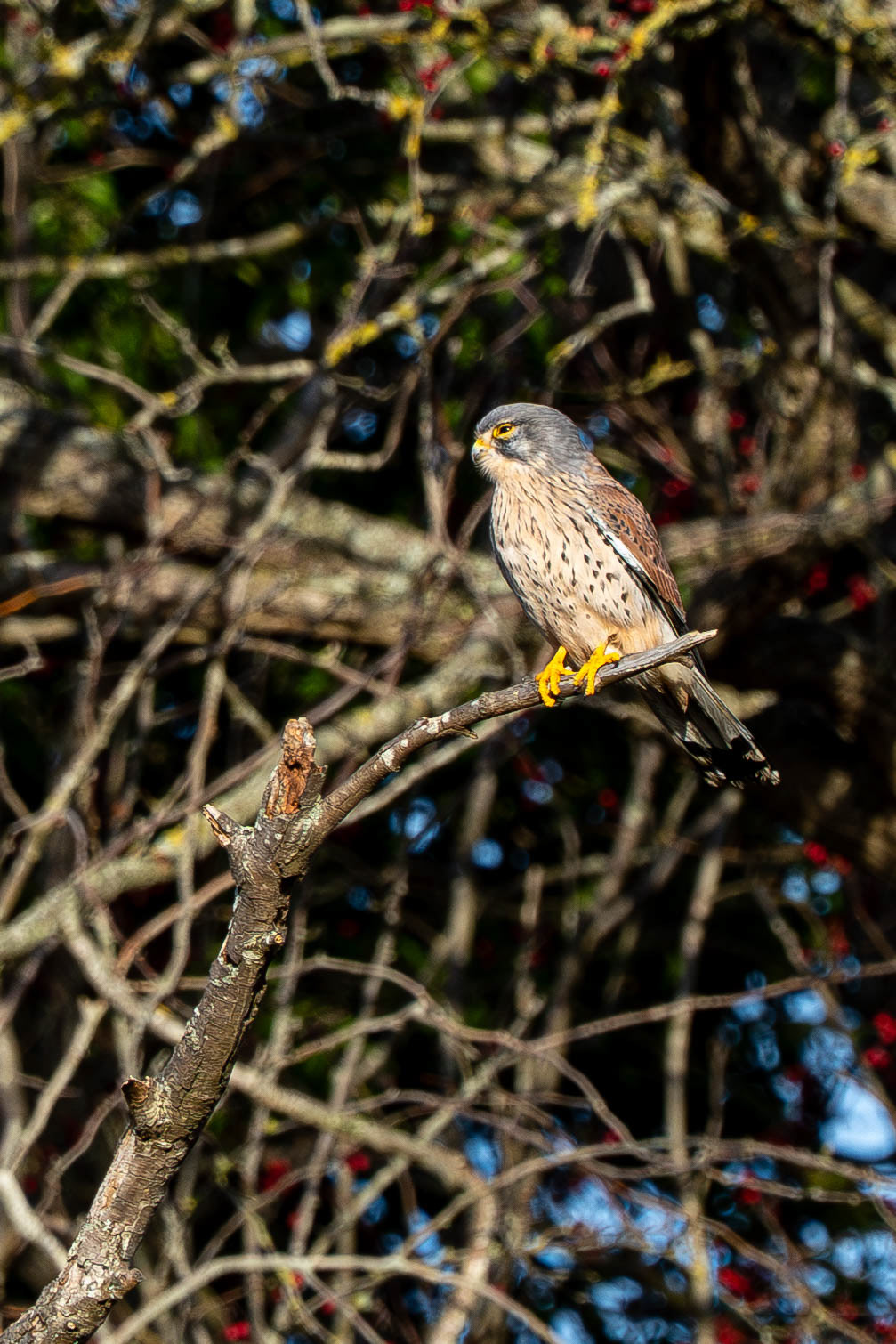 Sleepy Kestrel