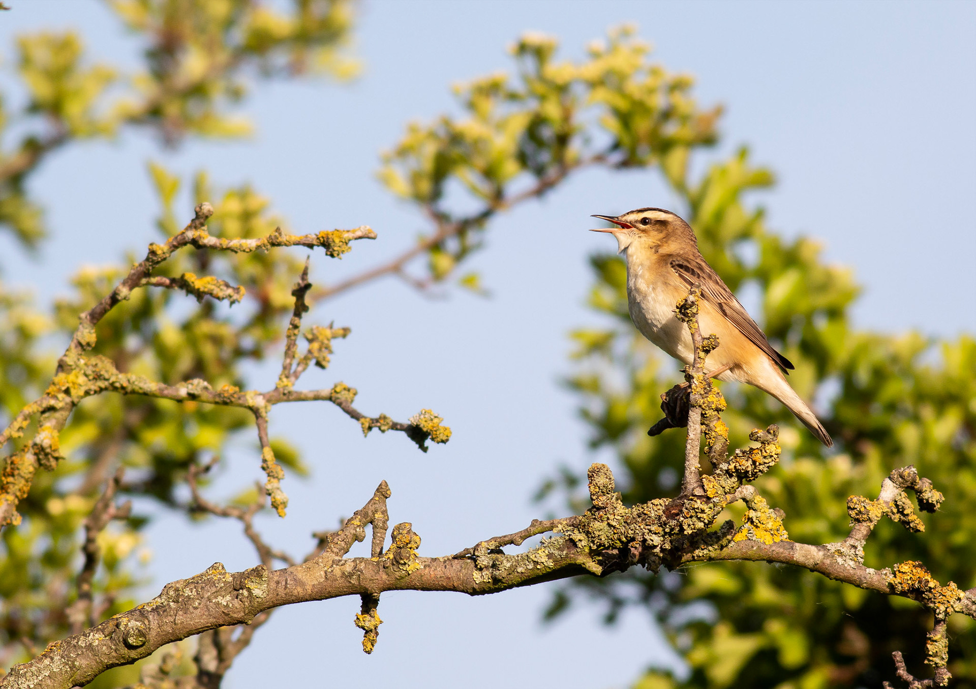Sedge Warbler