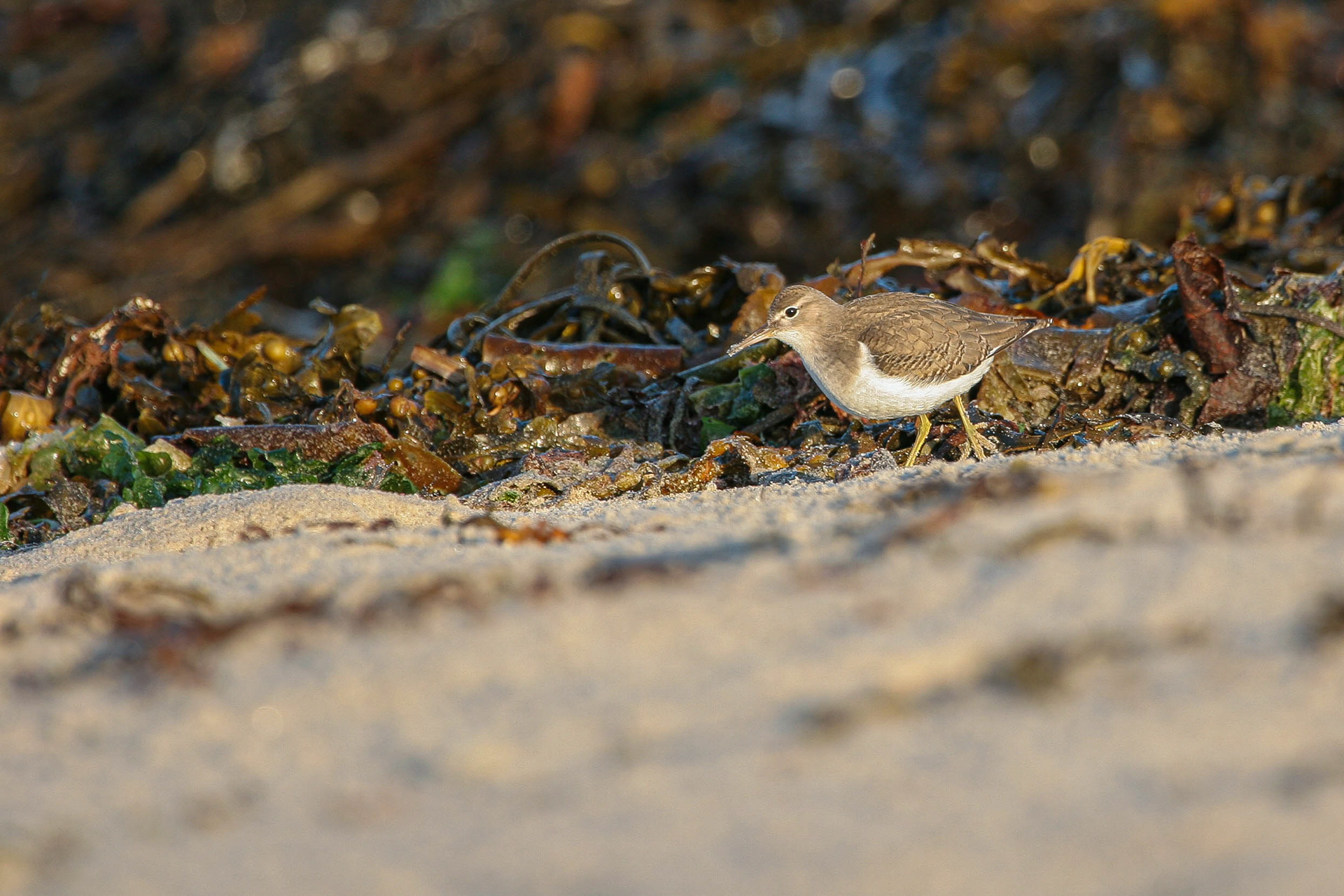 Spotted Sandpiper