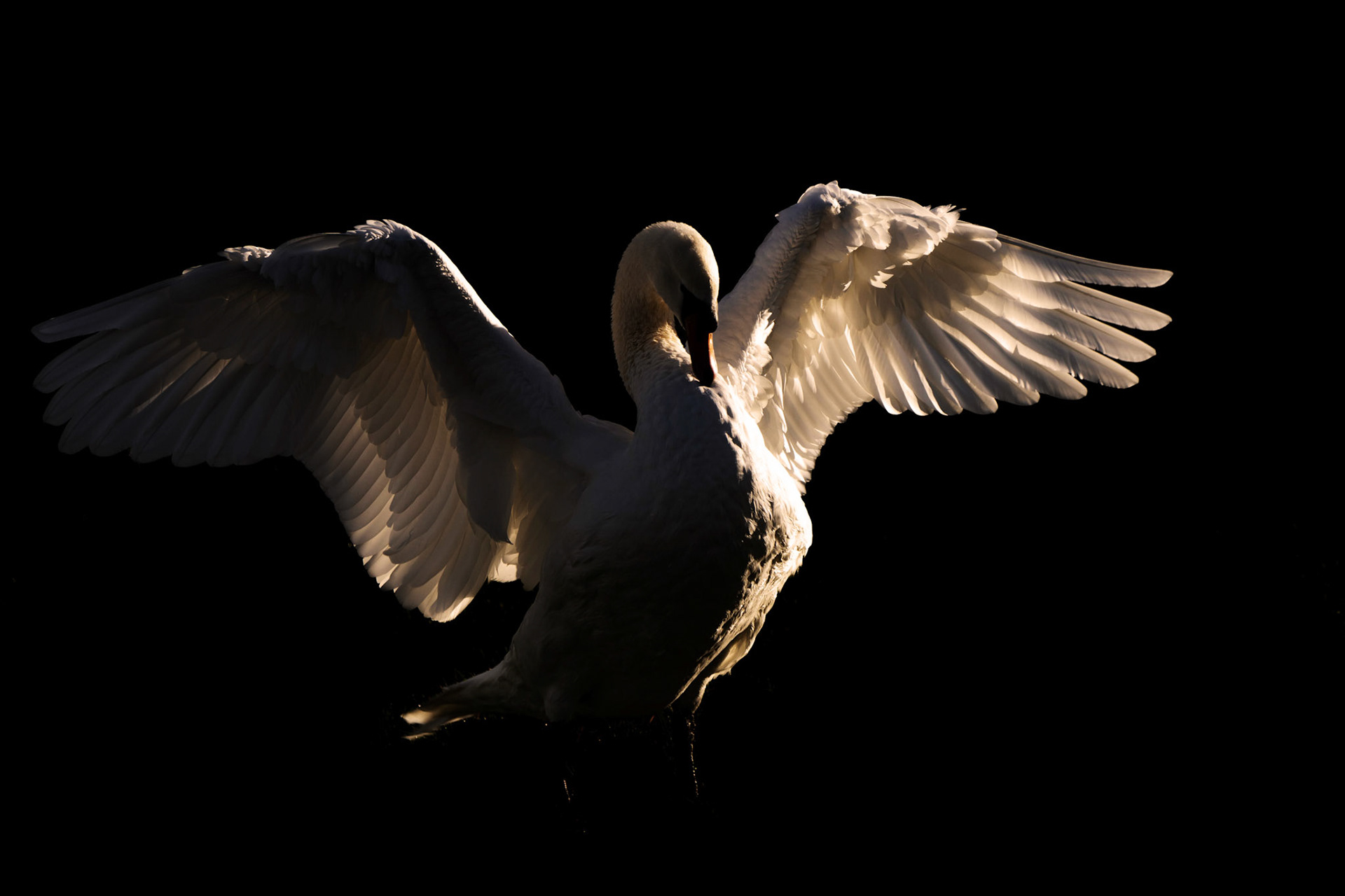 Mute Swan