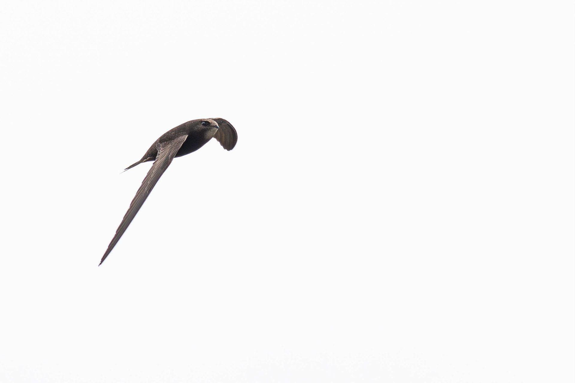Common Swift