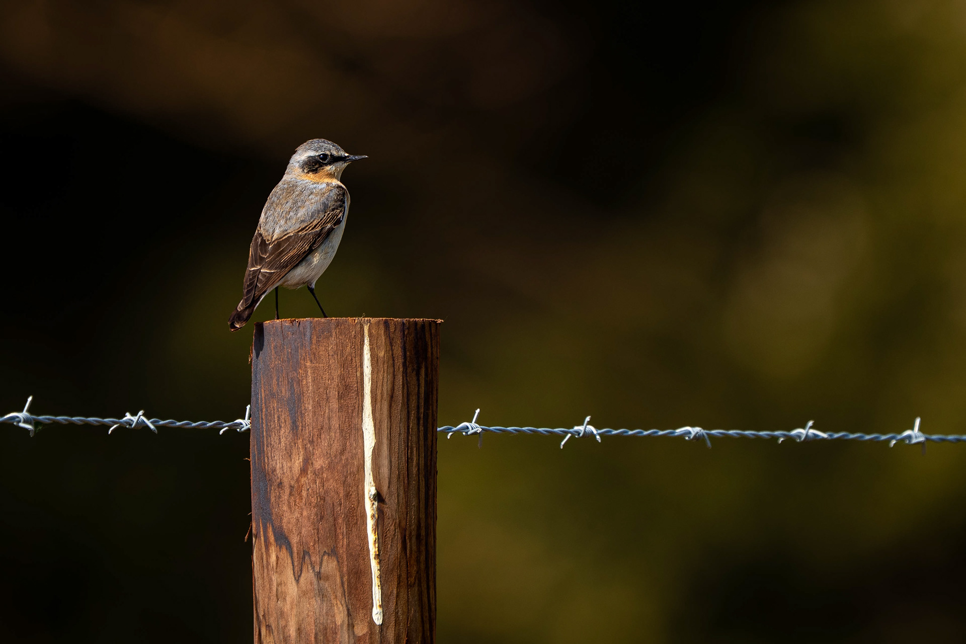 Northern Wheatear