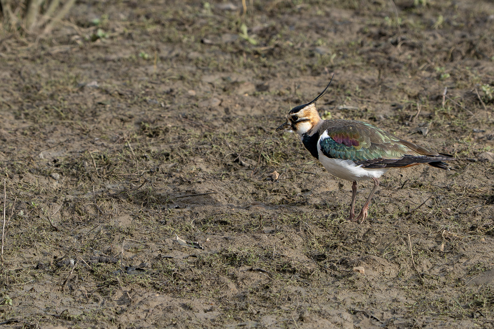Lapwing (you can see why it is also called Green Plover)