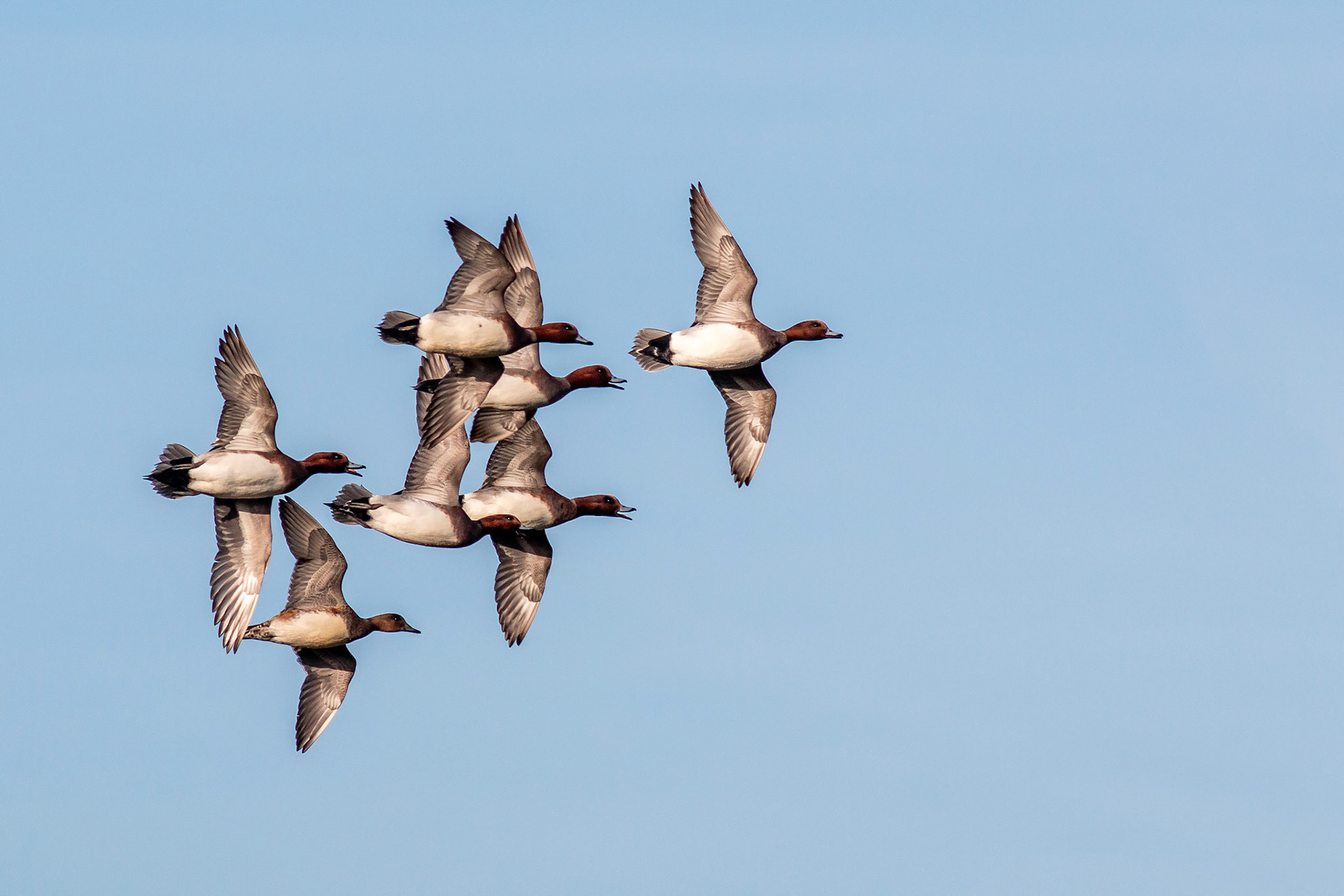 Eurasian Wigeon