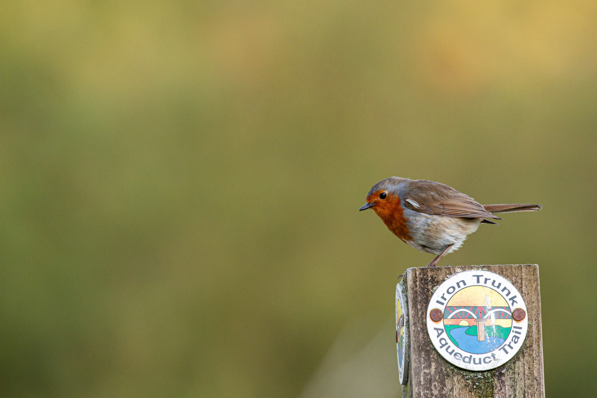 European Robin