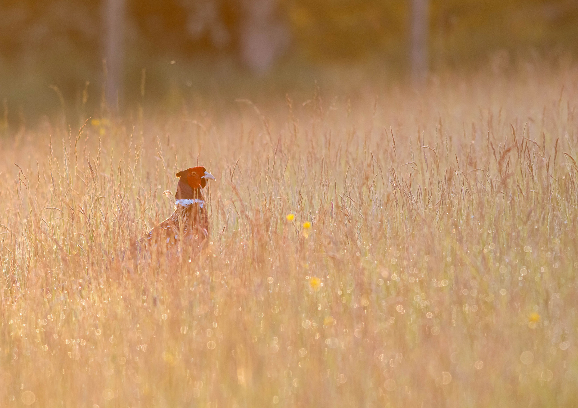 Common Pheasant