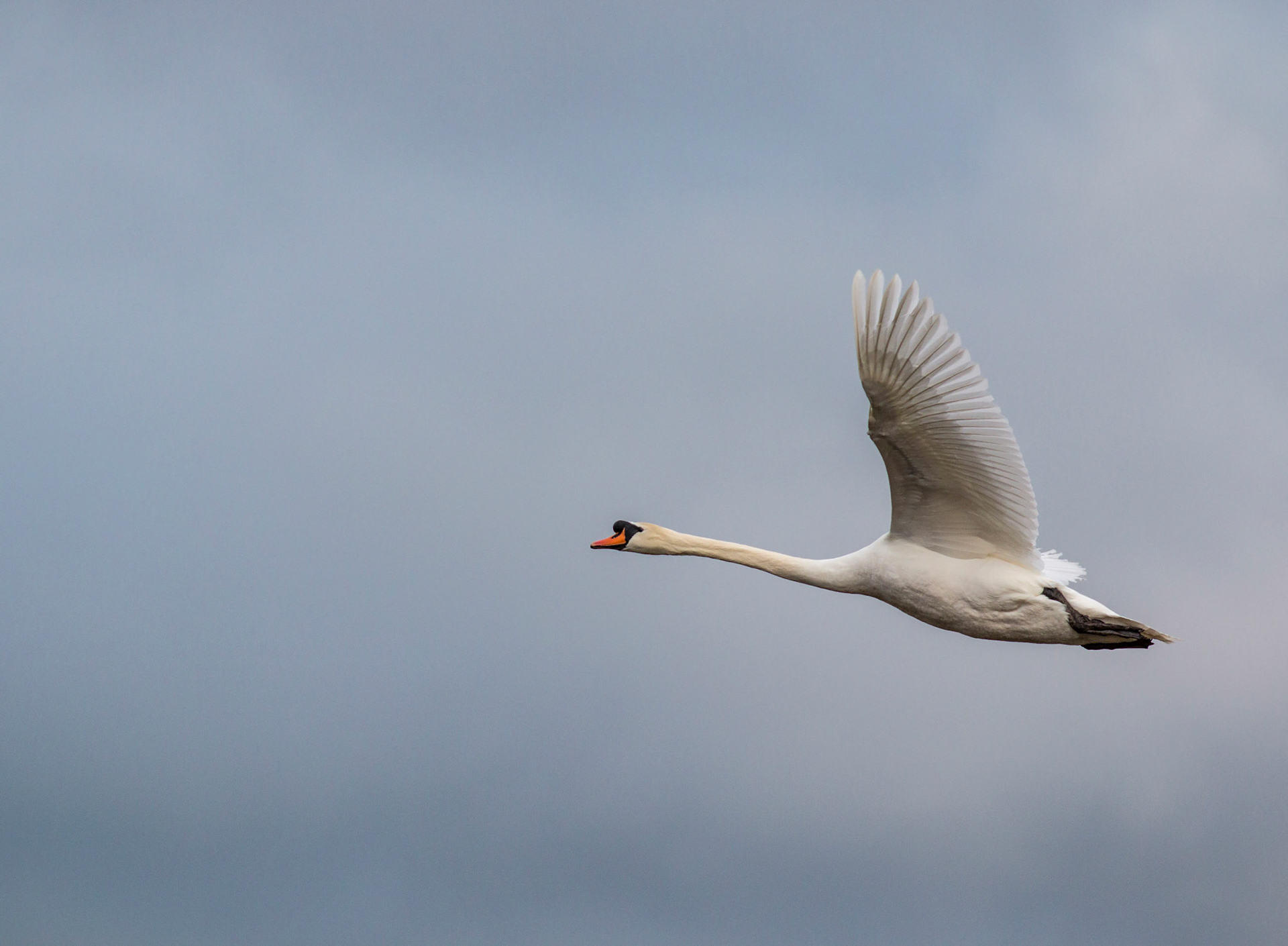 Mute Swan