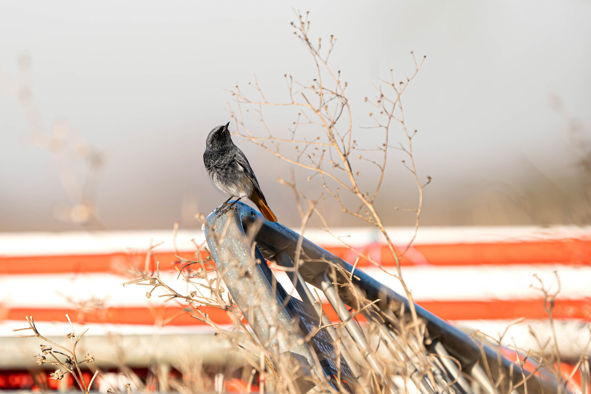 Black Redstart