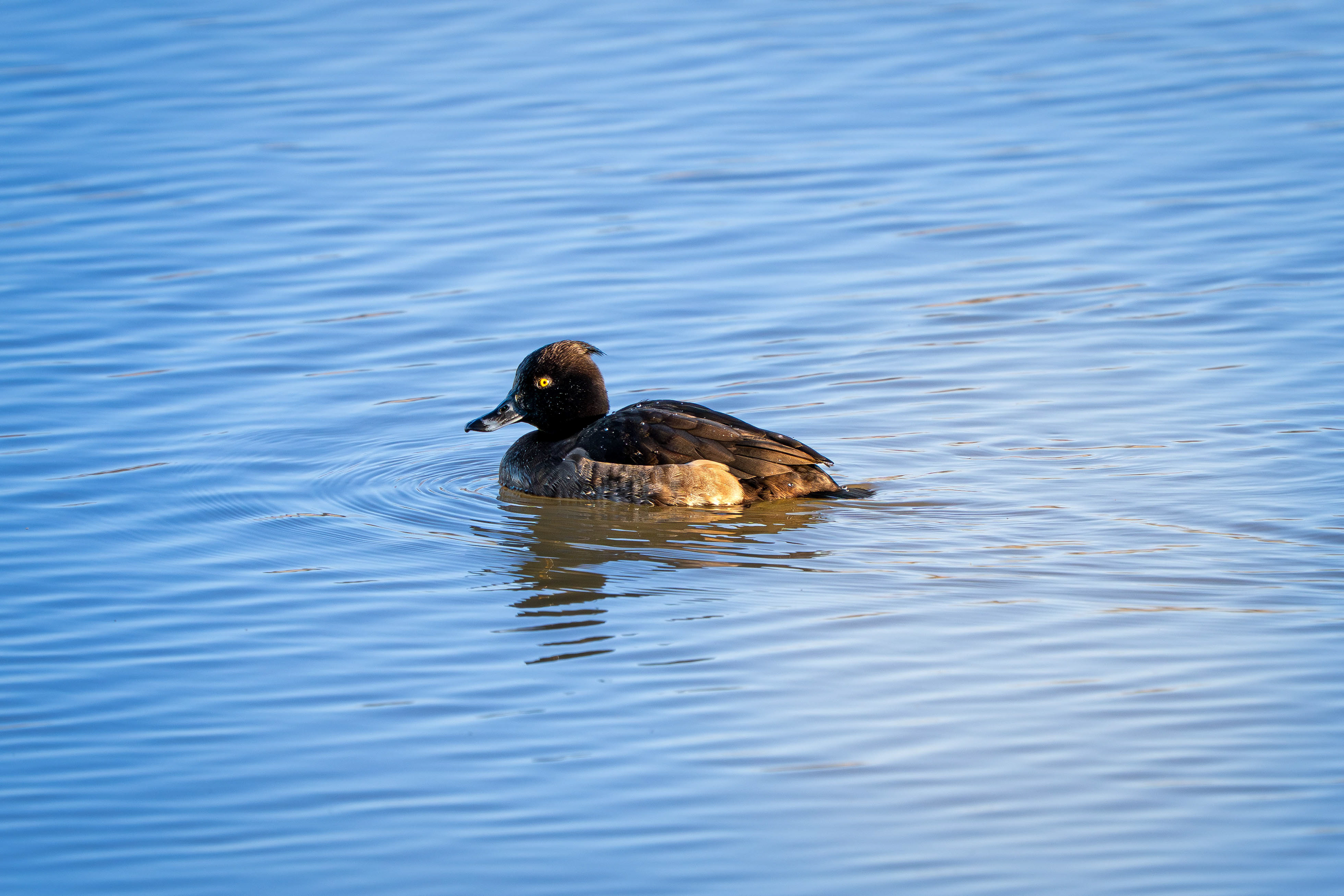 Tufted Duck (female)