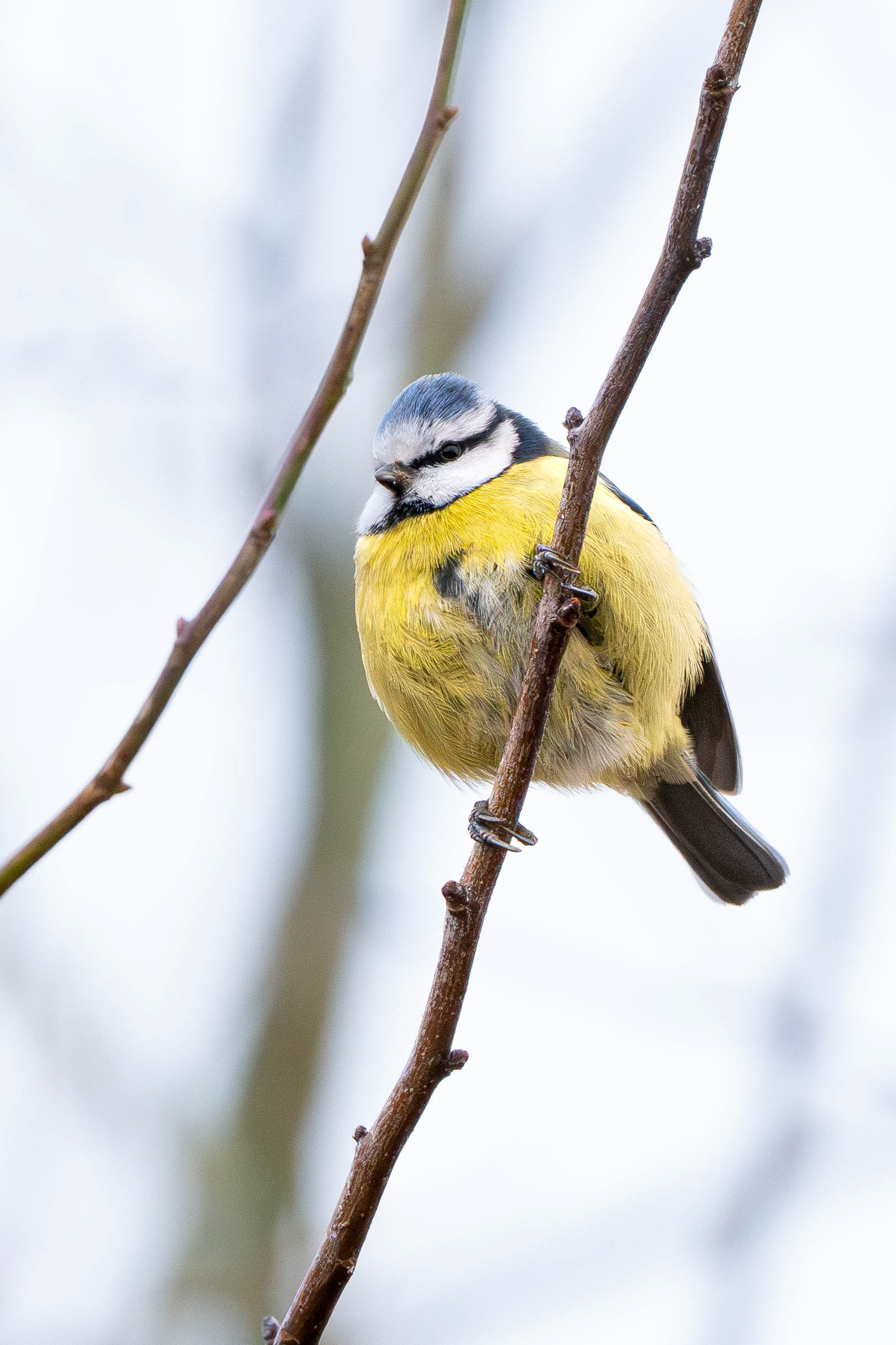 Blue Tit