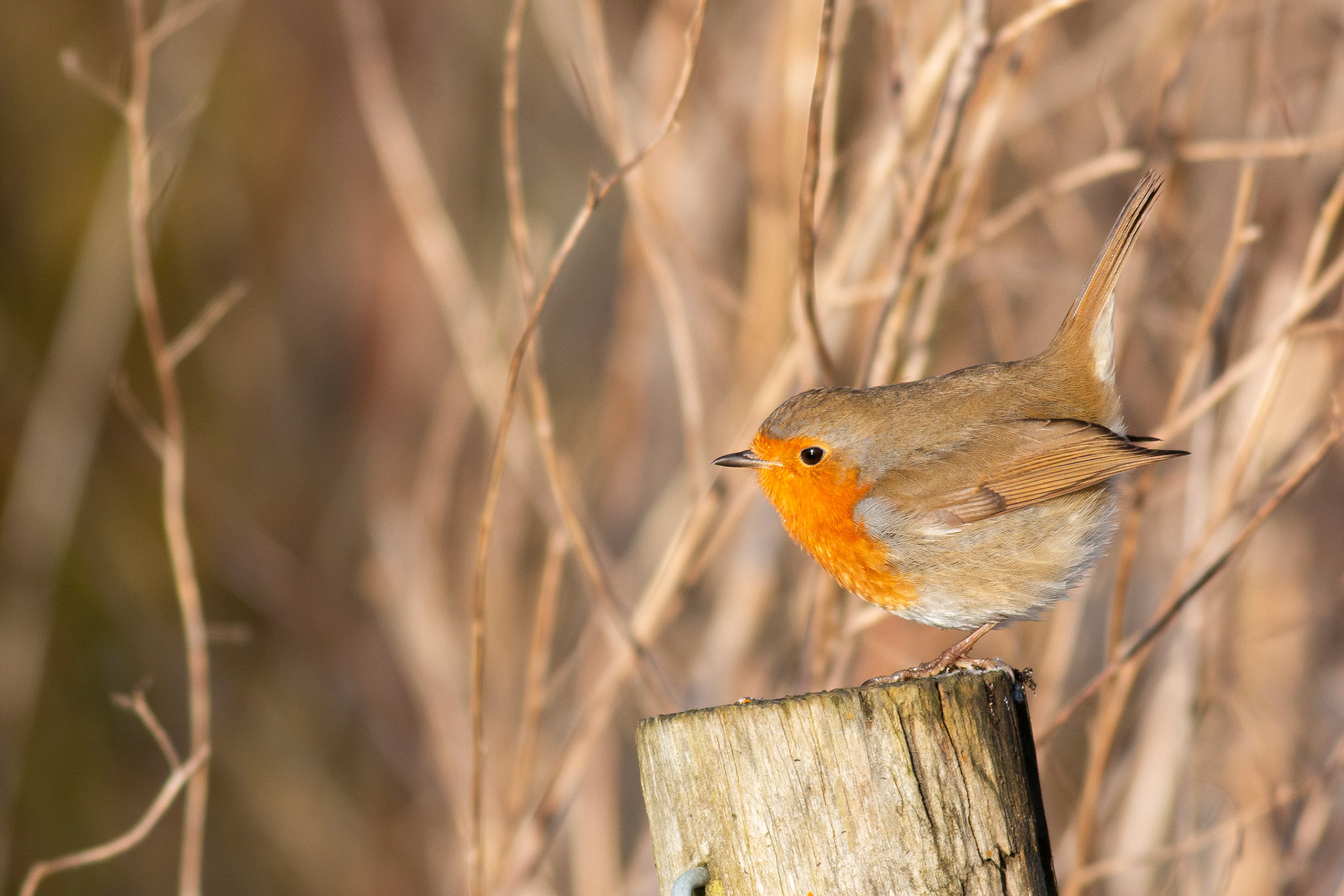 European Robin