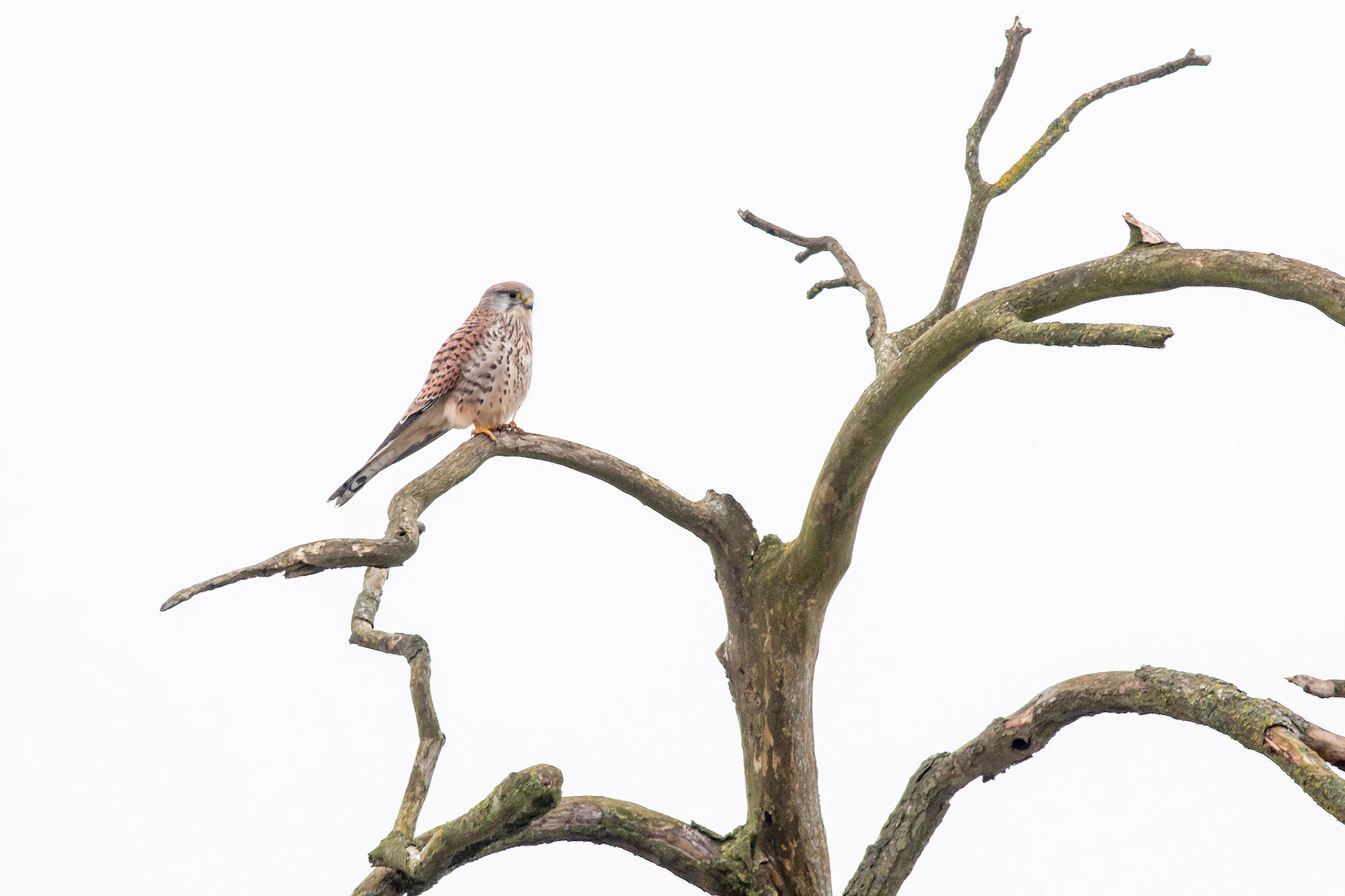 Common Kestrel