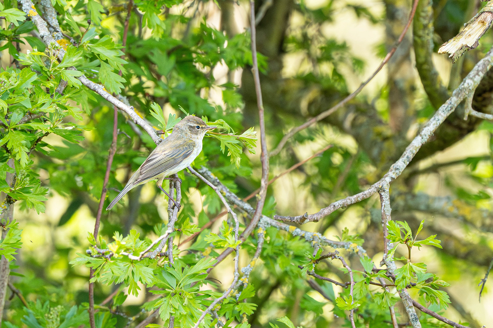 Common Chiffchaff